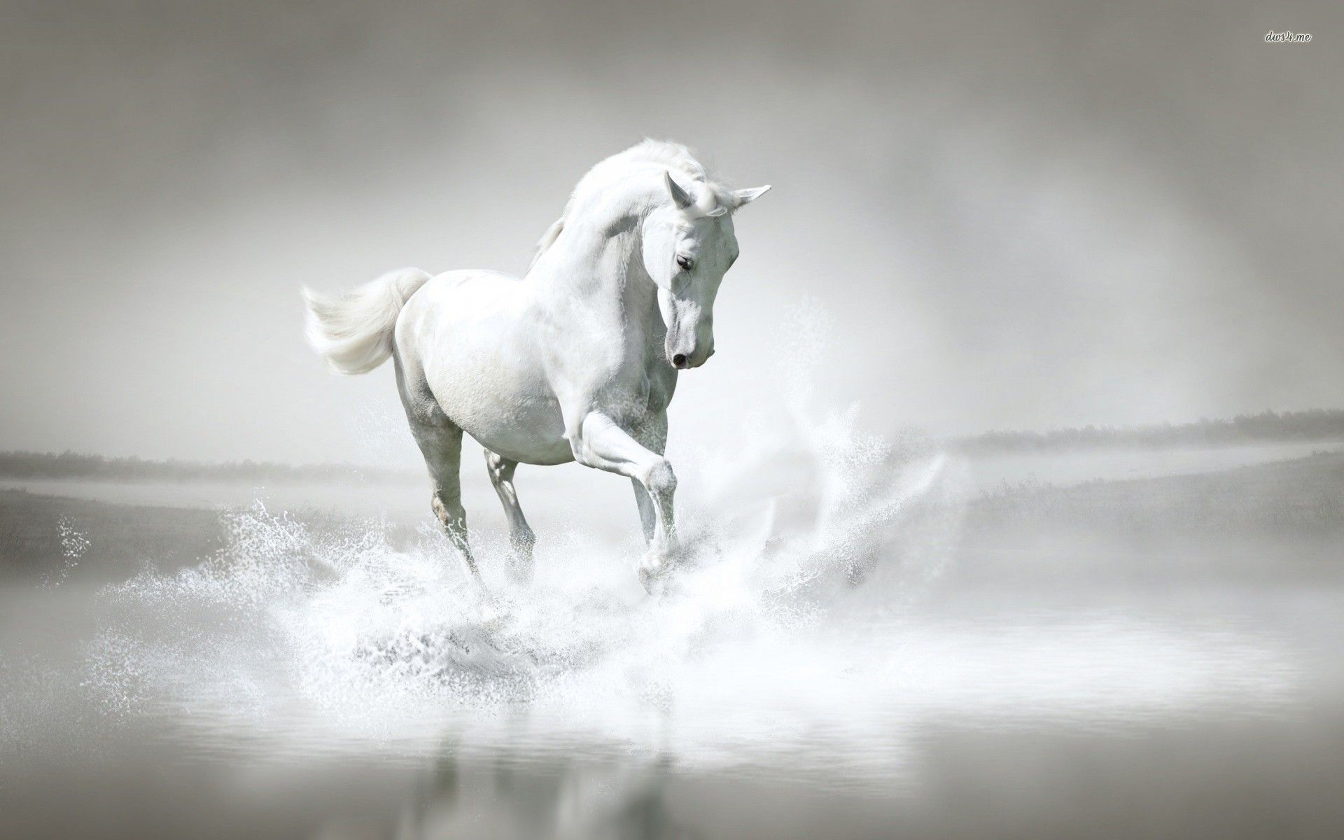 Wallpaper #9h2ULJMBlOZrFDOkbsoH147 68 Horses Wallpapers Background Wallpapersafari