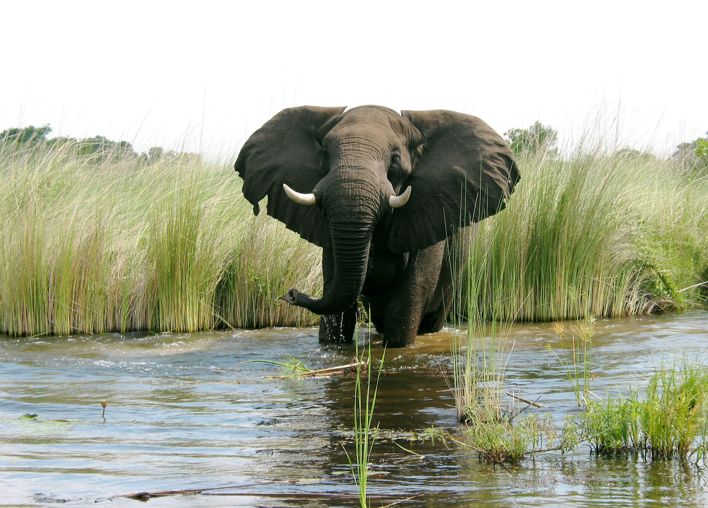 Wallpaper #sHfNJ5MB-pgBXx60h6cK228 50 Elephant Wallpapers for Computers Wallpapersafari