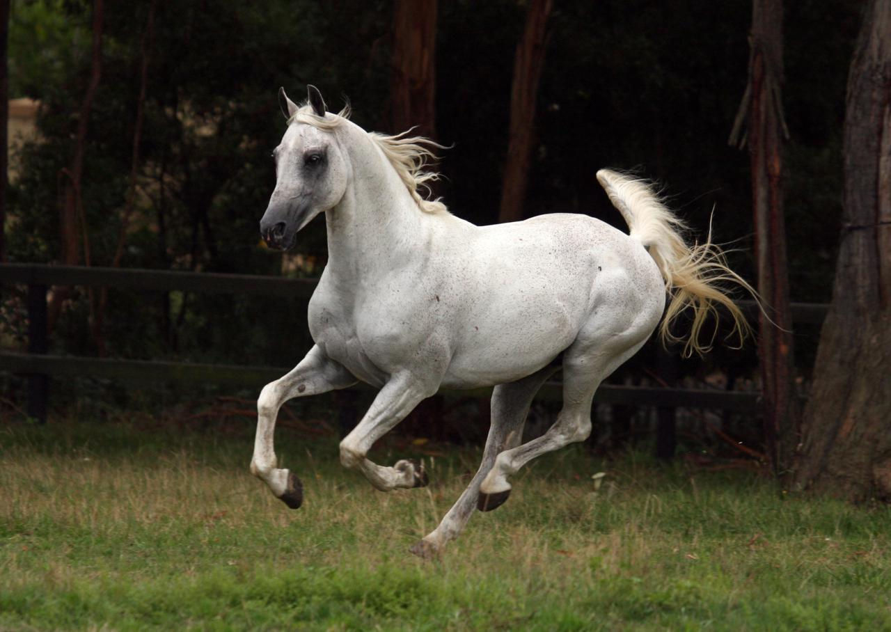 Wallpaper #-x2ULJMBlOZrFDOkz8qk85 Arabian Horse Wallpaper for Computer Wallpapersafari