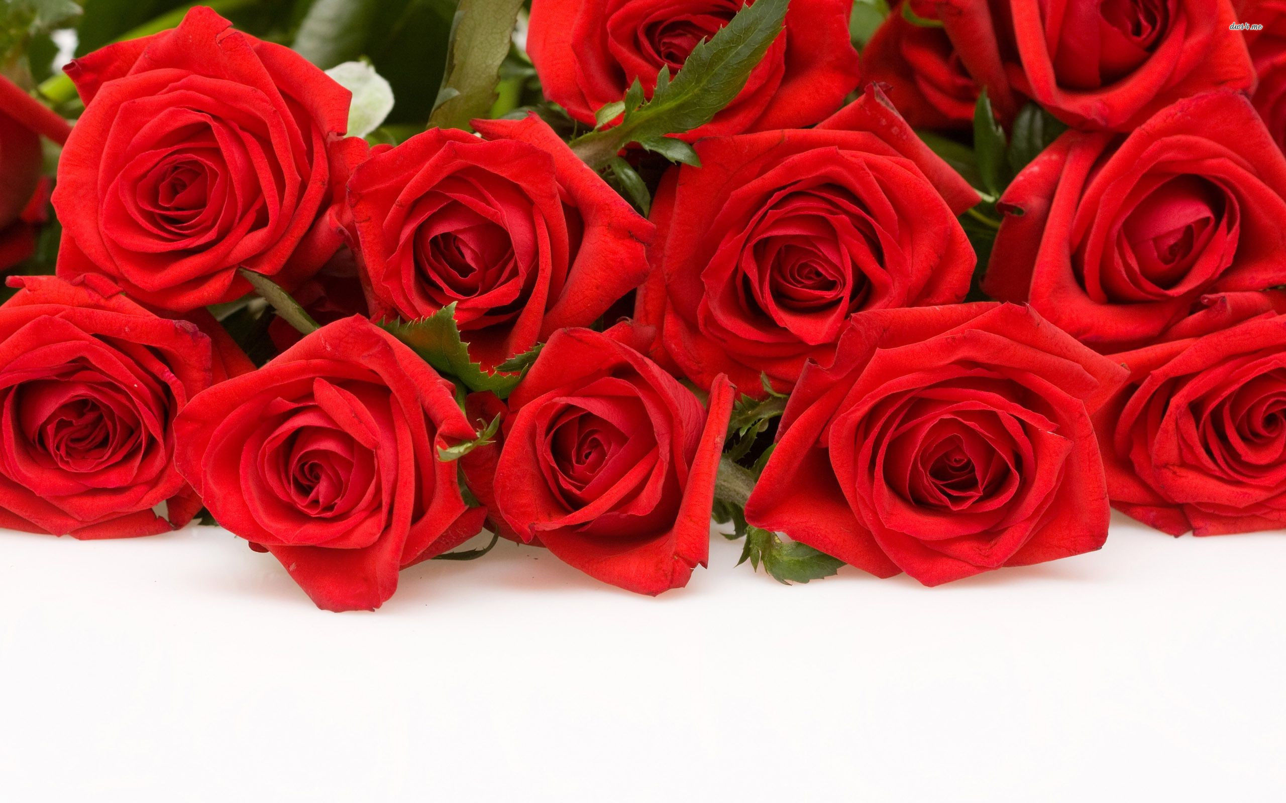 Wallpaper #z2hWIpMBSpphPi3-kjL-79 45 Red Rose Wallpapers for Facebook Wallpapersafari