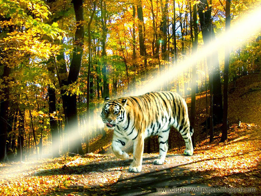 Wallpaper #Z3cTKZMB-pgBXx60mKxk174 Cute Animal Wallpapers for Desktop Wallpapersafari
