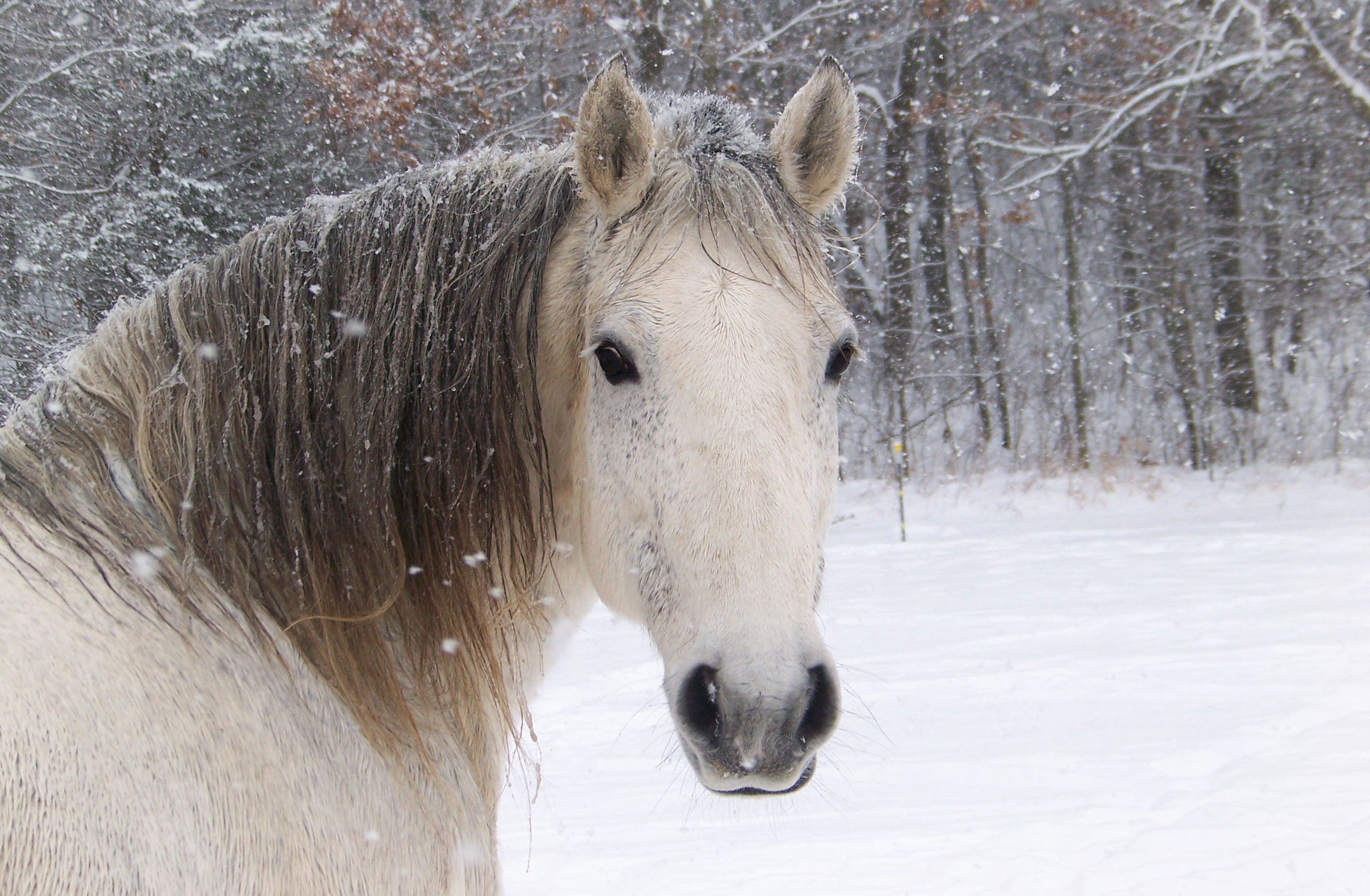 Wallpaper #8h2ULJMBlOZrFDOkIMqE392 40 Horses in the Snow Wallpapers Wallpapersafari