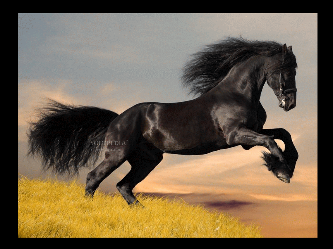 Wallpaper #Ln1h8I4Bnwiau_P6-Aaj7 50 Horse Wallpaper Screensavers Wallpapersafari