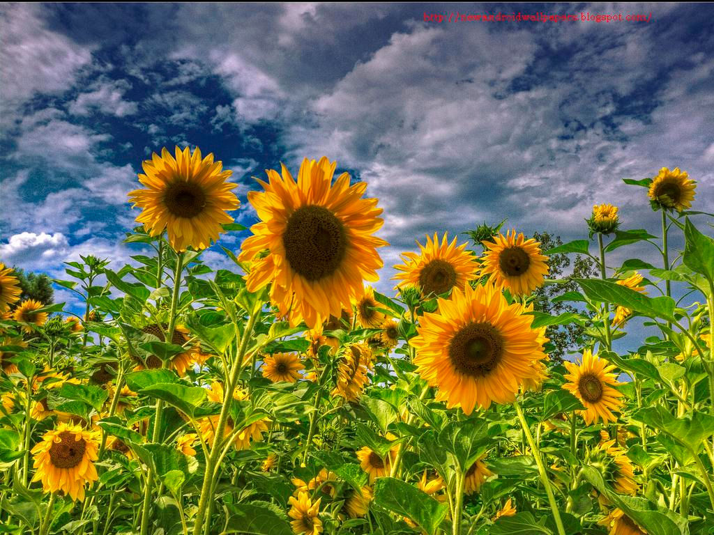 Wallpaper #vWhUIpMBSpphPi3-rzIE226 Download for Android Sunflower Fields HD Wallpaper by at Williamn24