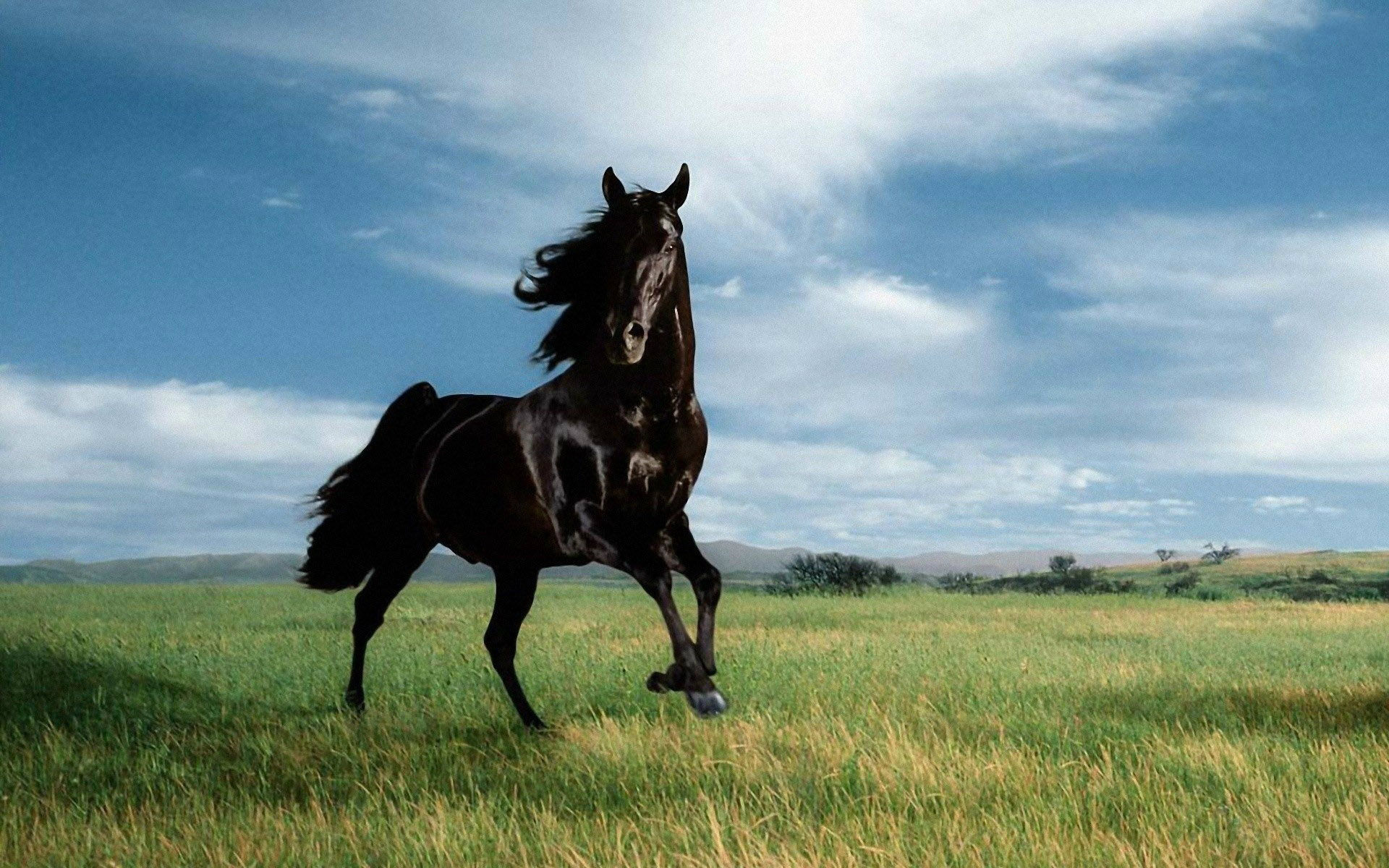 Wallpaper #th2FLJMBlOZrFDOkscqQ269 Free Download Black Horses HD Wallpapers Horse Desktop Wallpapers HD