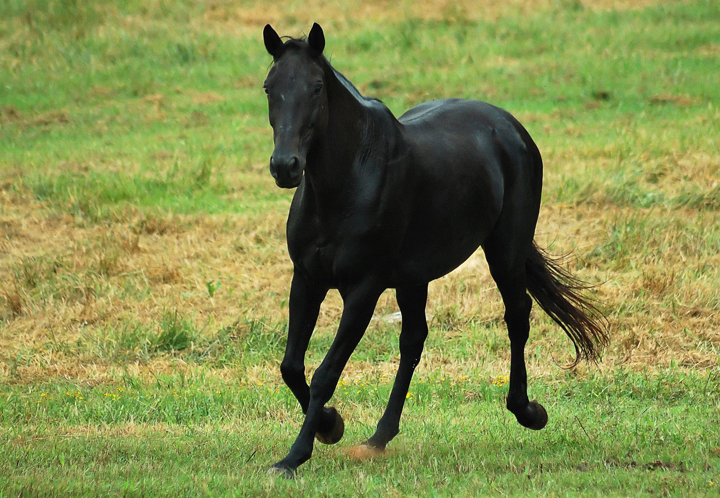 Wallpaper #bWfaEpMBSpphPi3-4_0h31 Black Horse Wallpaper Wallpapersafari