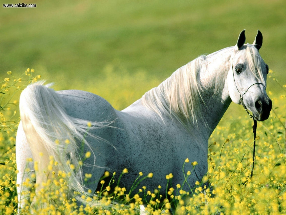 Wallpaper #-x2ULJMBlOZrFDOkz8qk125 Download Arabian Horse Wallpaper by at Josephr44 Arabian Horse