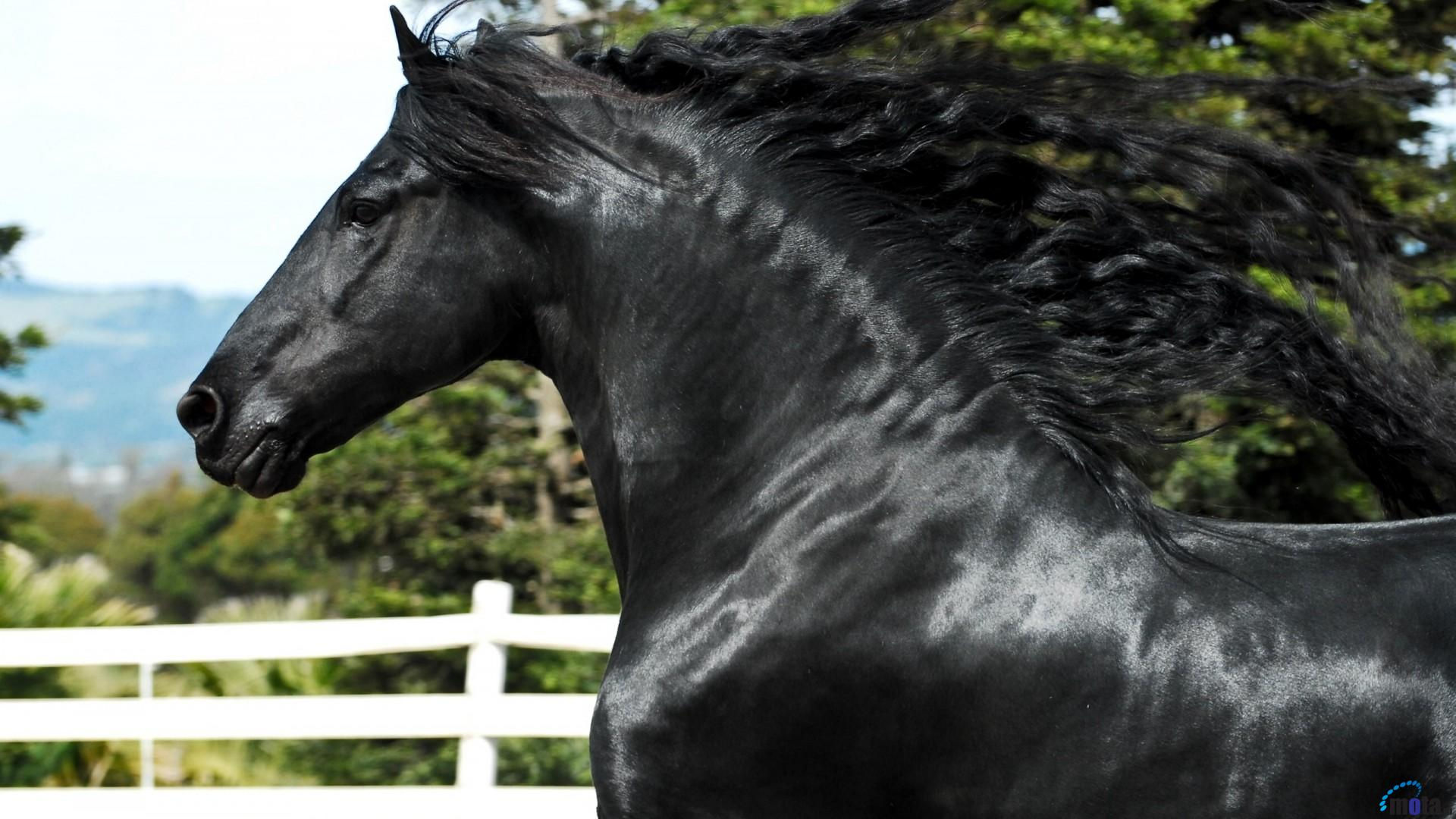 Wallpaper #bWfaEpMBSpphPi3-4_0h263 140 Friesian Horse Wallpapers Wallpapersafari