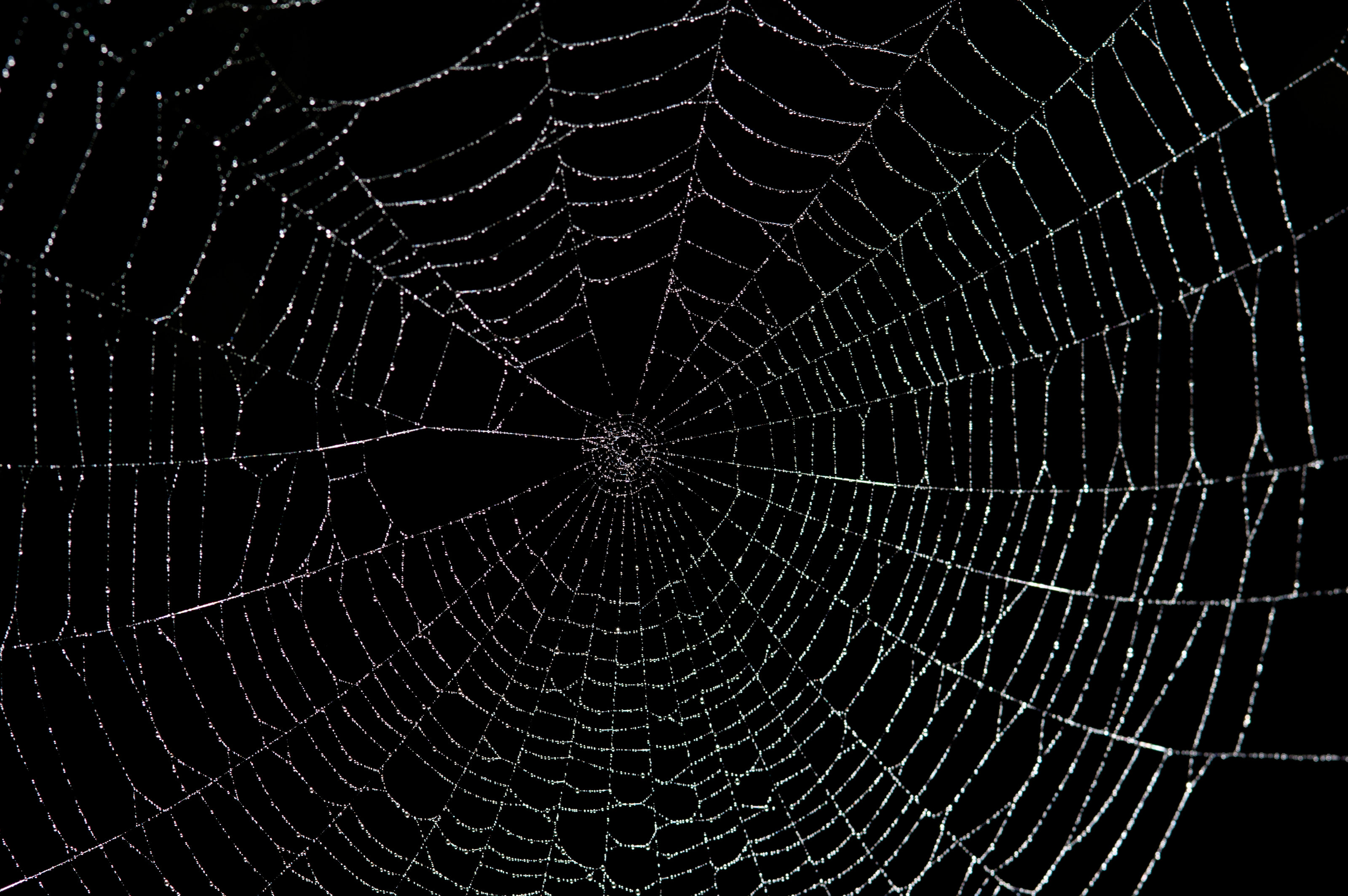 Wallpaper #n2GfLpMB3VrvfBrRMSSm84 Free Download Spiders Web Free Stock Photo HD Public Domain Pictures