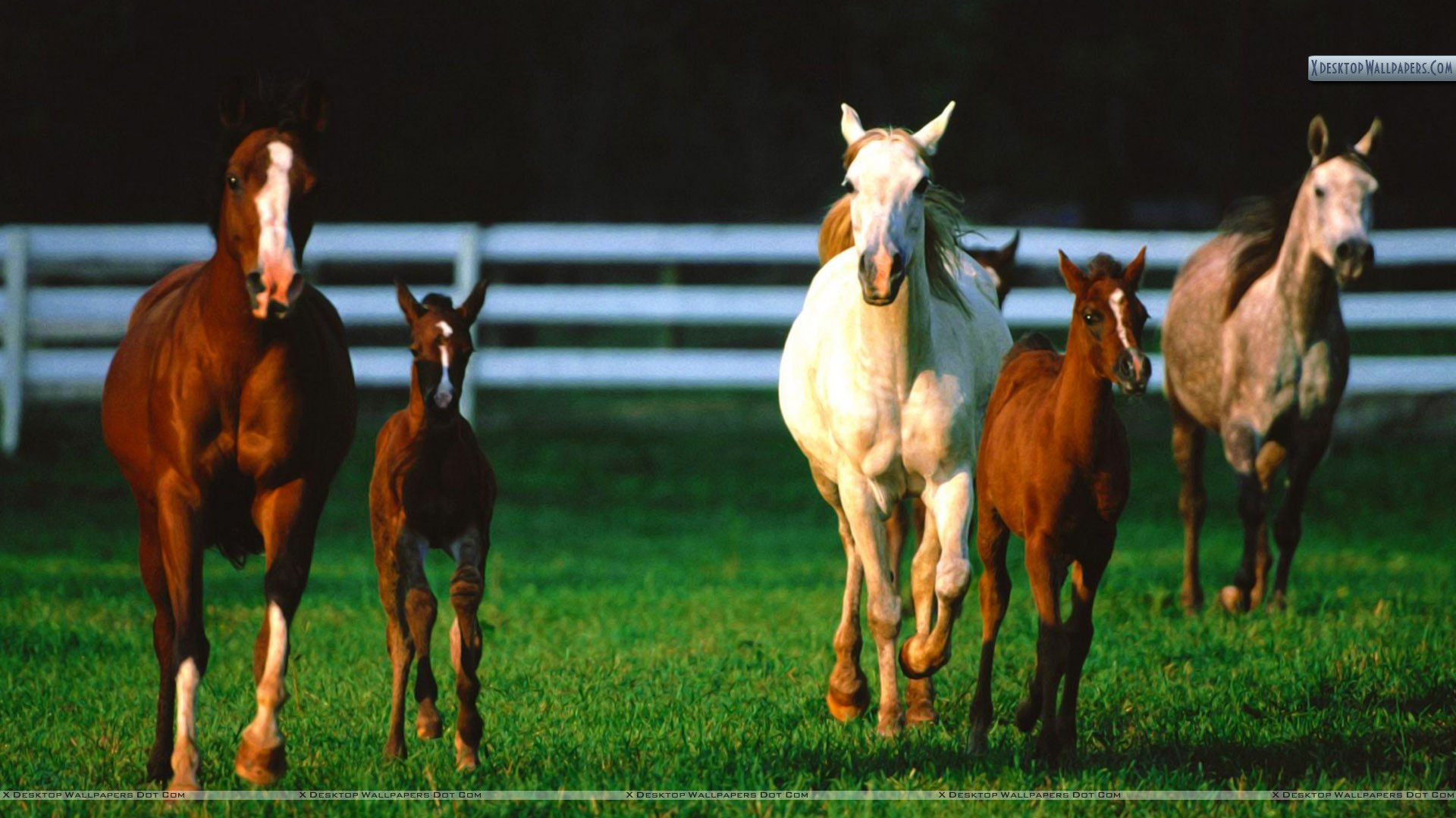 Wallpaper #-x2ULJMBlOZrFDOkz8qk186 Free Download Romper Room Arabian Horses Wallpaper 1920x1080 for