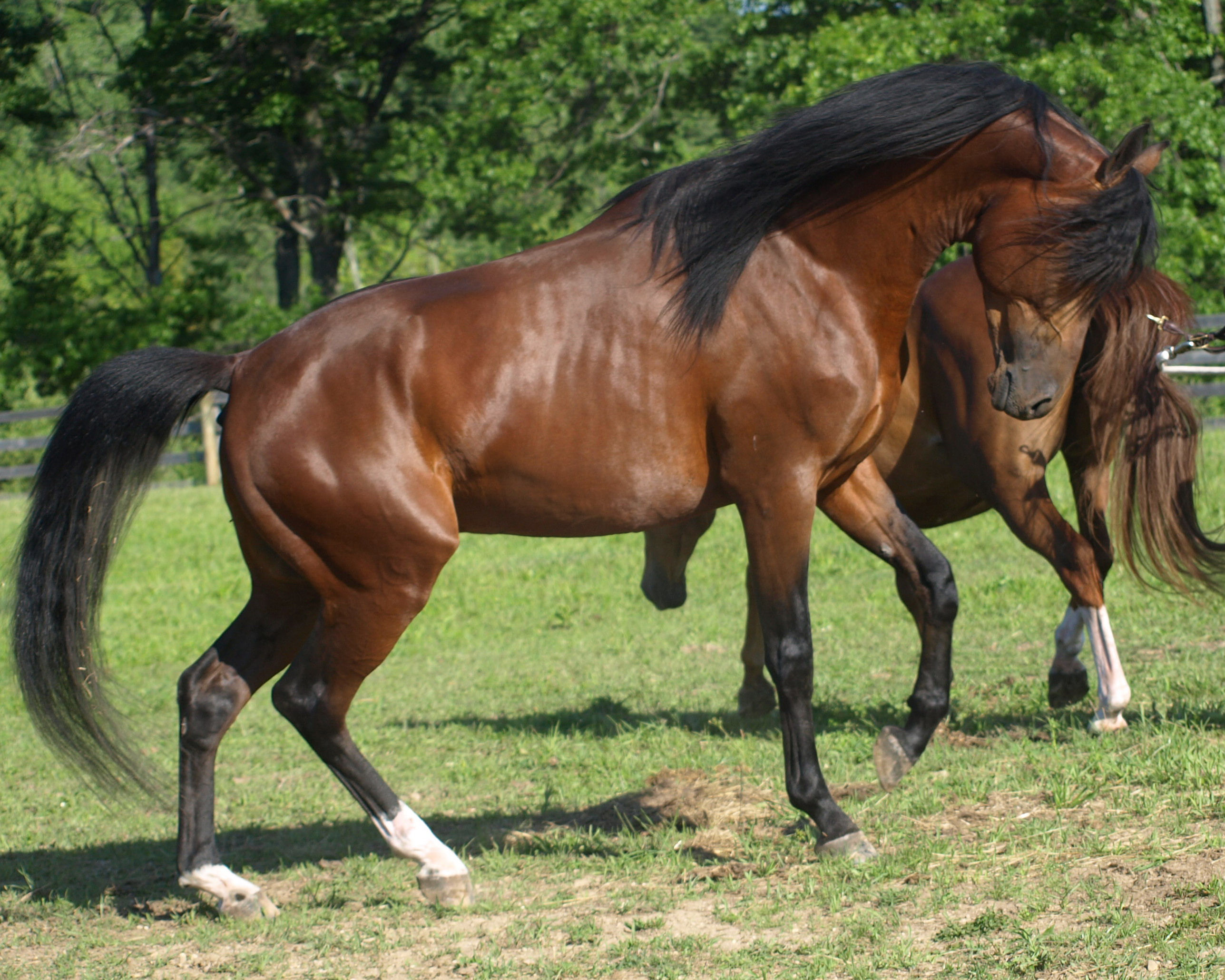 Wallpaper #-x2ULJMBlOZrFDOkz8qk179 50 Arabian Horse Photo Gallery Wallpapers Wallpapersafari