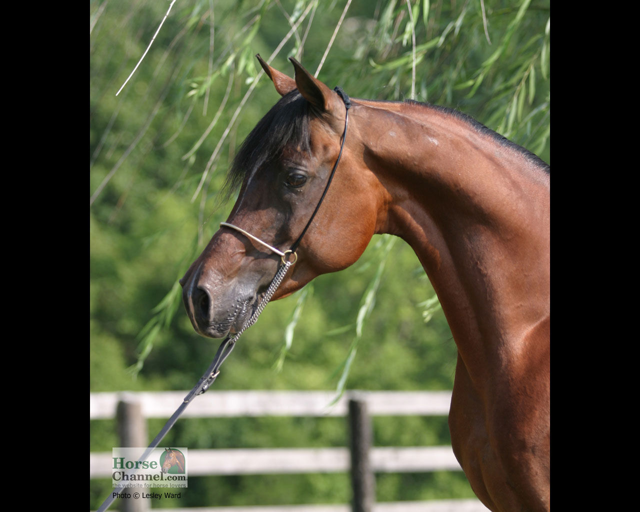 Wallpaper #-x2ULJMBlOZrFDOkz8qk205 Download Arabian Horse Screensaver and Desktop Wallpaper by