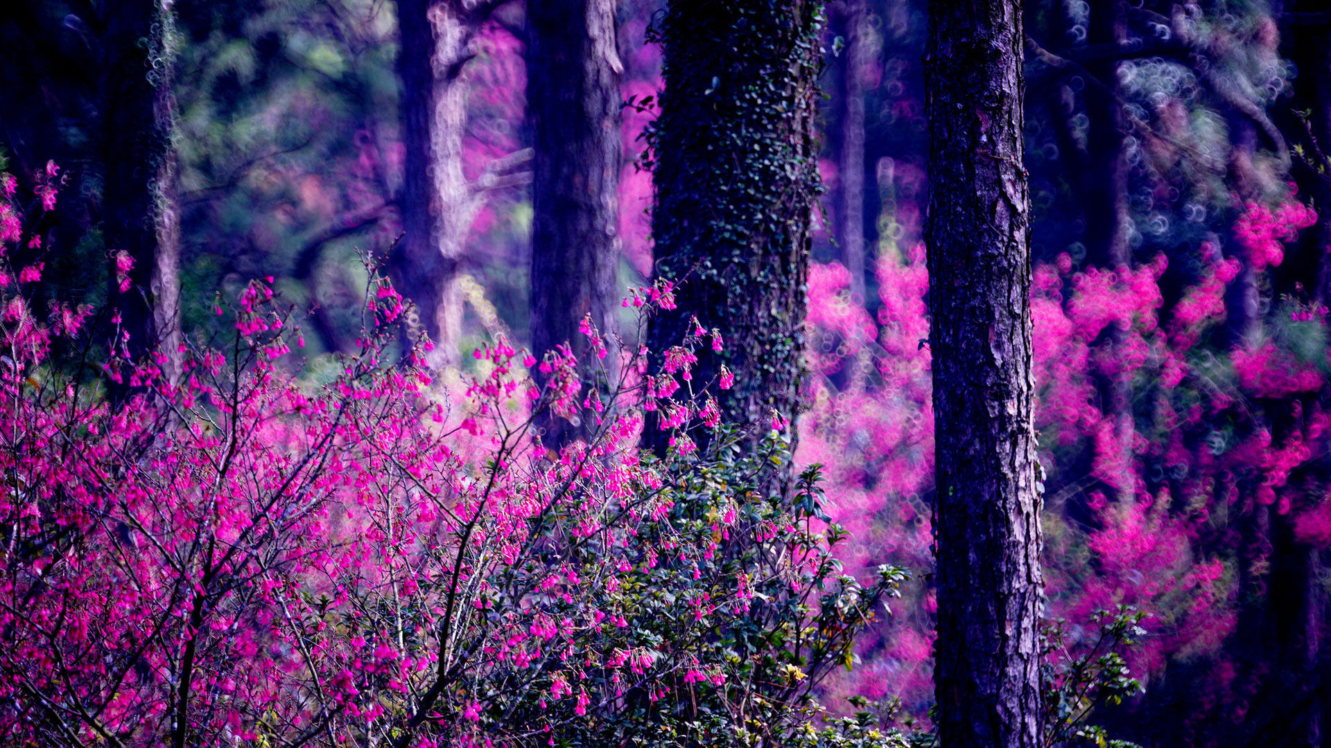 Wallpaper #8b44c Purple Trees in Grassland Wallpaper Nature Wallpaper