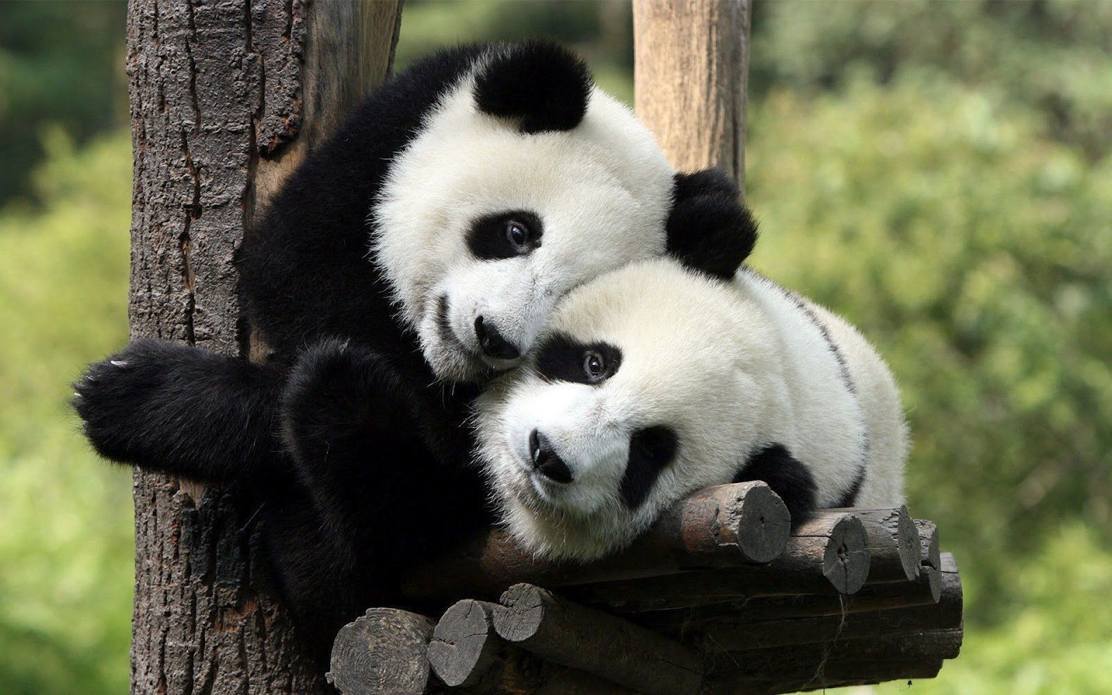 Wallpaper #jH1O8o4Bnwiau_P6YgsK30 41 Panda HD Wallpapers Wallpapersafari