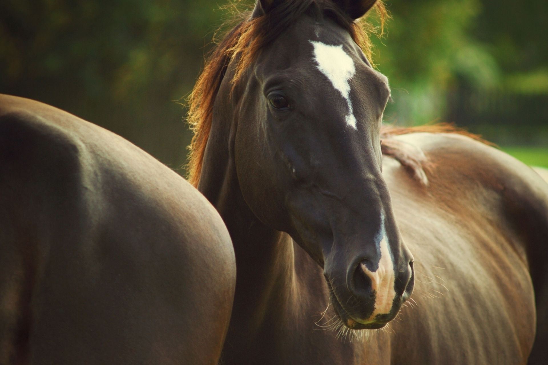 Wallpaper #QH1m8I4Bnwiau_P6ugZ421 76 Cute Horse Wallpapers on Wallpapersafari