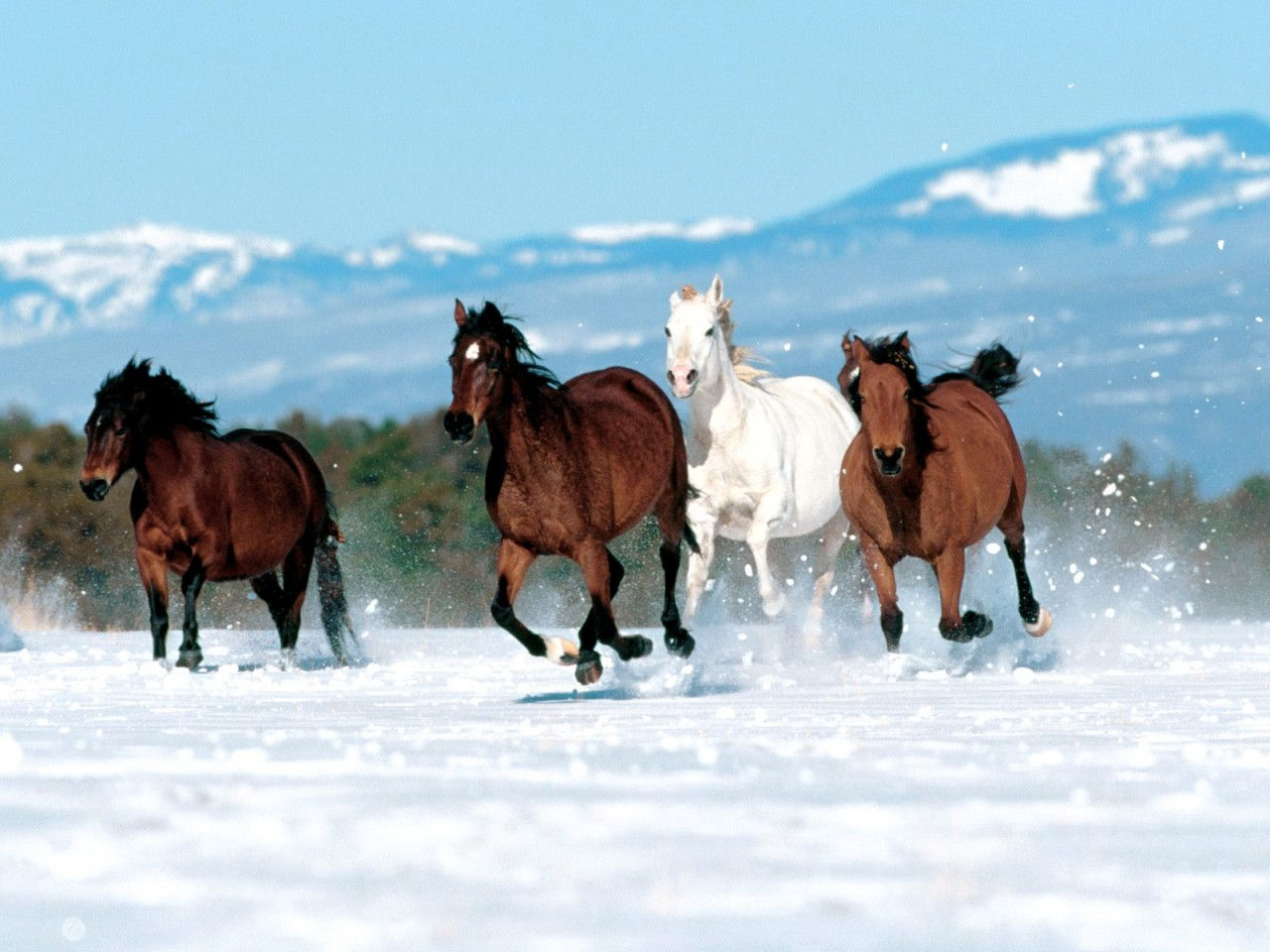 Wallpaper #Ln1h8I4Bnwiau_P6-Aaj46 75 Free Horse Screensavers and Wallpaper Wallpapersafari