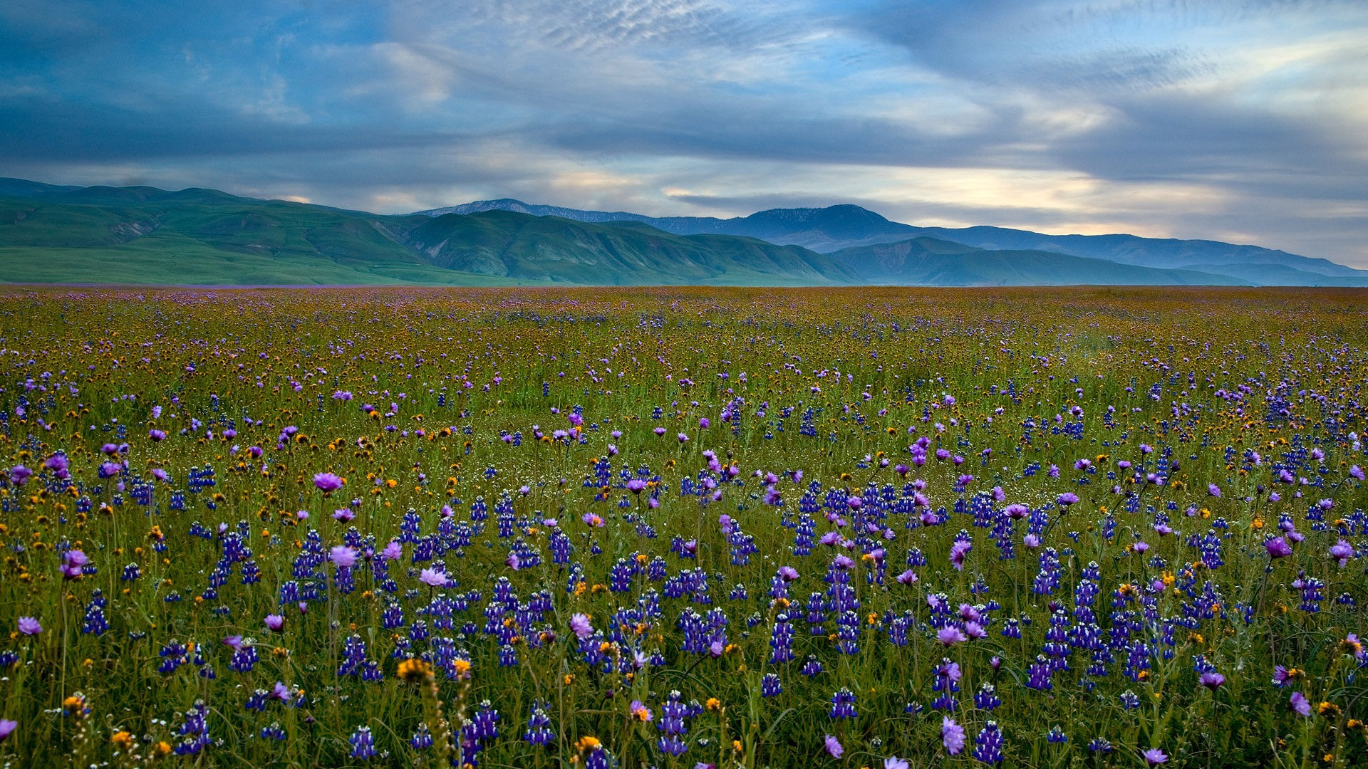 Wallpaper #wWhUIpMBSpphPi3--DK1117 Fields of Wildflowers Wallpaper Wallpapersafari