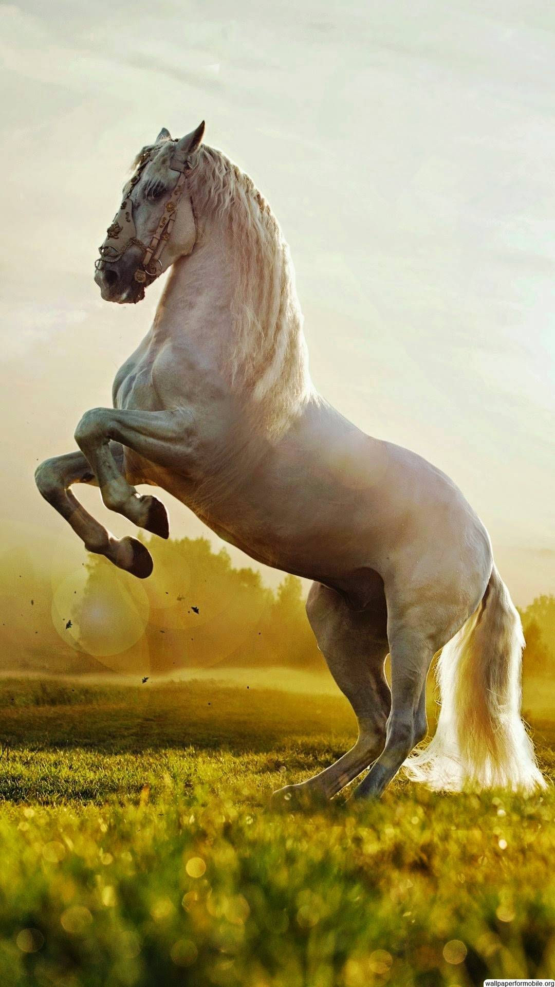 Wallpaper #9h2ULJMBlOZrFDOkbsoH91 Free Download Horse Wallpaper for Mobile Phone HD by at Donaldj30
