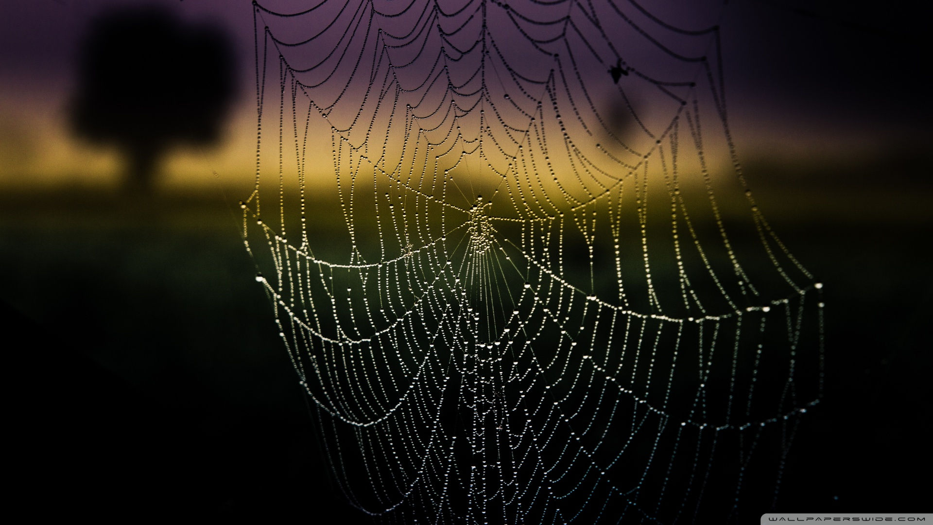 Wallpaper #sFjDNJMBzN9vxX34_j0B44 63 Spiderweb Background on Wallpapersafari