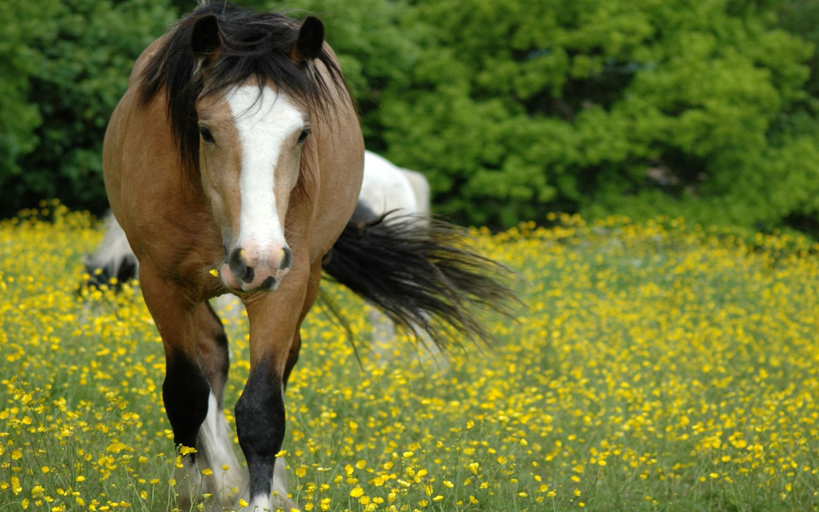 Wallpaper #QH1m8I4Bnwiau_P6ugZ433 76 Cute Horse Wallpapers Wallpapersafaricom