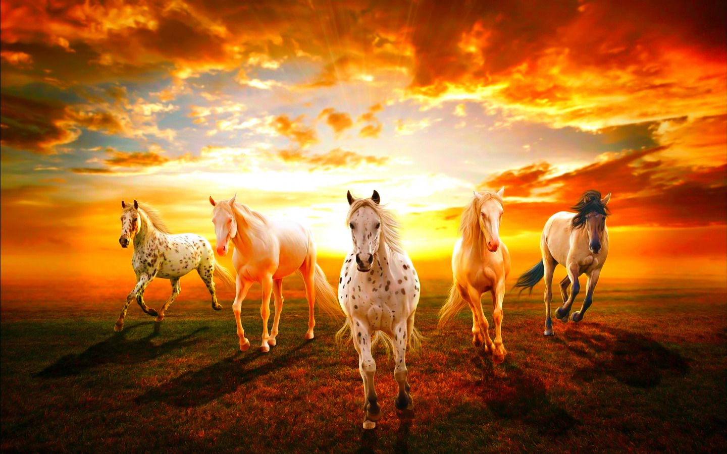 Wallpaper #9h2ULJMBlOZrFDOkbsoH29 Download Animals Image Horses Wallpaper Photos by at Ethans8 Horse