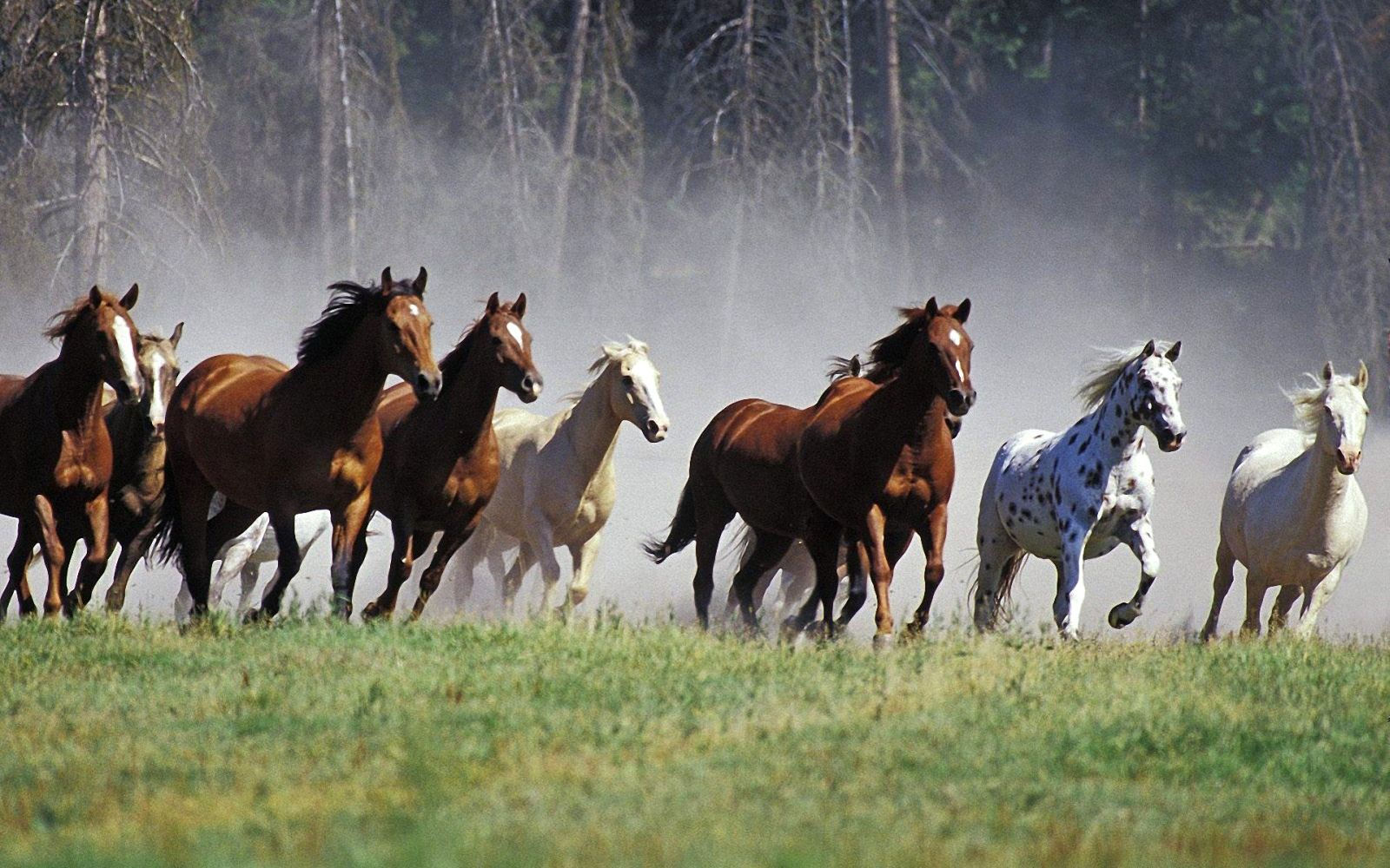 Wallpaper #-x2ULJMBlOZrFDOkz8qk167 Arabian Horse Wallpaper Wallpapersafari