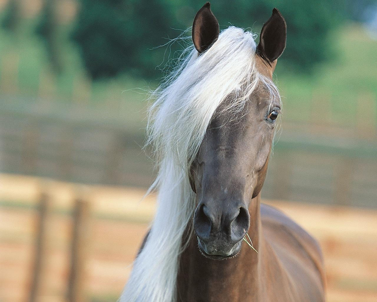 Wallpaper #-x2ULJMBlOZrFDOkz8qk53 Arabian Horse Computer Wallpaper Wallpapersafari