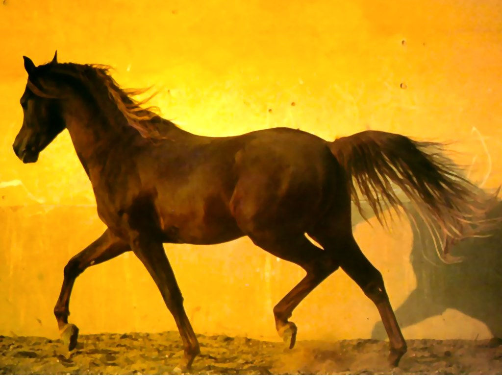 Wallpaper #-x2ULJMBlOZrFDOkz8qk170 Free Download Free Arabian Horse Wallpaper HD Wallpaper Background