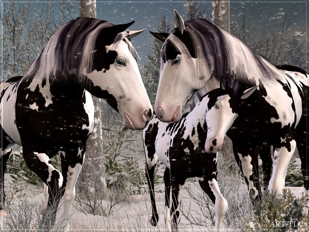 Wallpaper #Ln1h8I4Bnwiau_P6-Aaj16 75 Free Horse Screensavers and Wallpaper Wallpapersafaricom