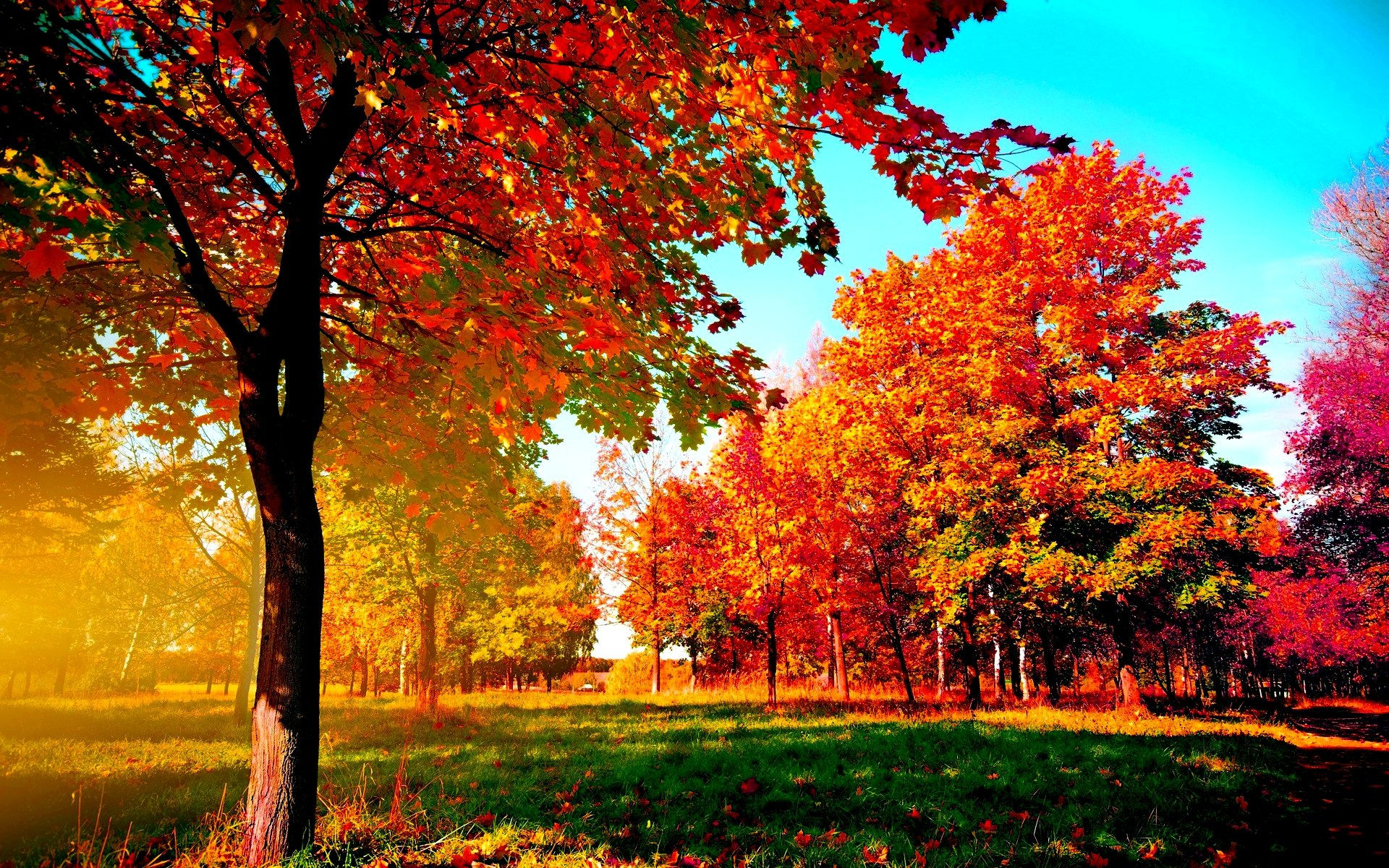 Wallpaper #2mhXIpMBSpphPi3-pTKE54 Autumn Trees Wallpaper Wallpapersafari