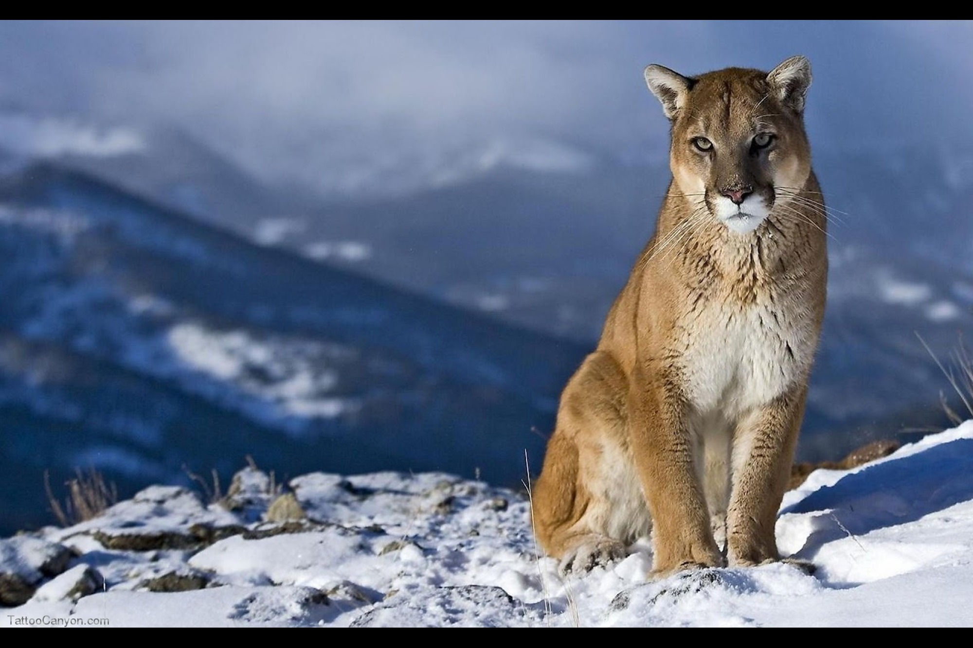 Wallpaper #Sz-jO5MBLiIJ4c9Oy4-H47 50 Os X Mountain Lion Wallpapers Wallpapersafari