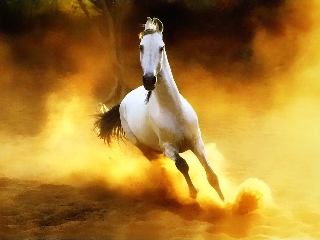 Wallpaper #HWdNCpMBSpphPi3-pNQH365 Download Horses Arabian Top Wallpaper New by at Angelanichols Arabian