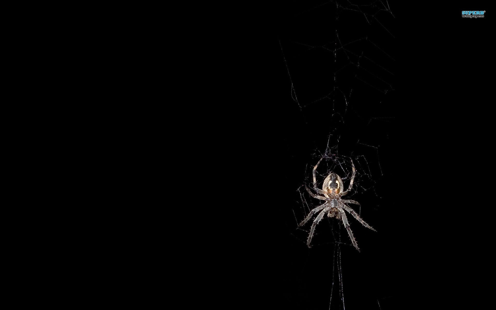 Wallpaper #CwCH644BSdW8dNouwBKS29 48 HD Spider Wallpaper Wallpapersafaricom