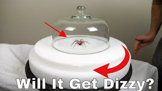 Wallpaper #0py84pIBZHQxiYarPcGv93 The Mysterious Way Spiders Can Walk on Walls and Why You Cant Safe