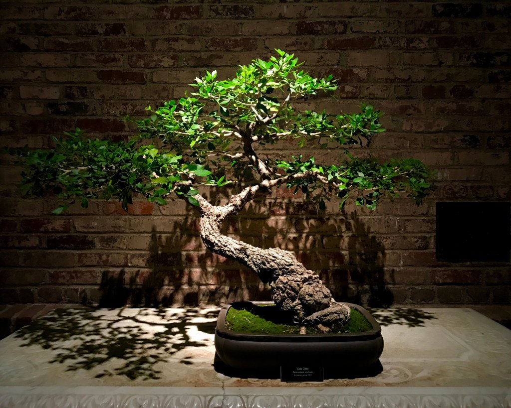 Wallpaper #jWdLE5MBSpphPi3-Rv-o179 Time Lapse Bonsai Tree Growing from Seed the Plant Bible