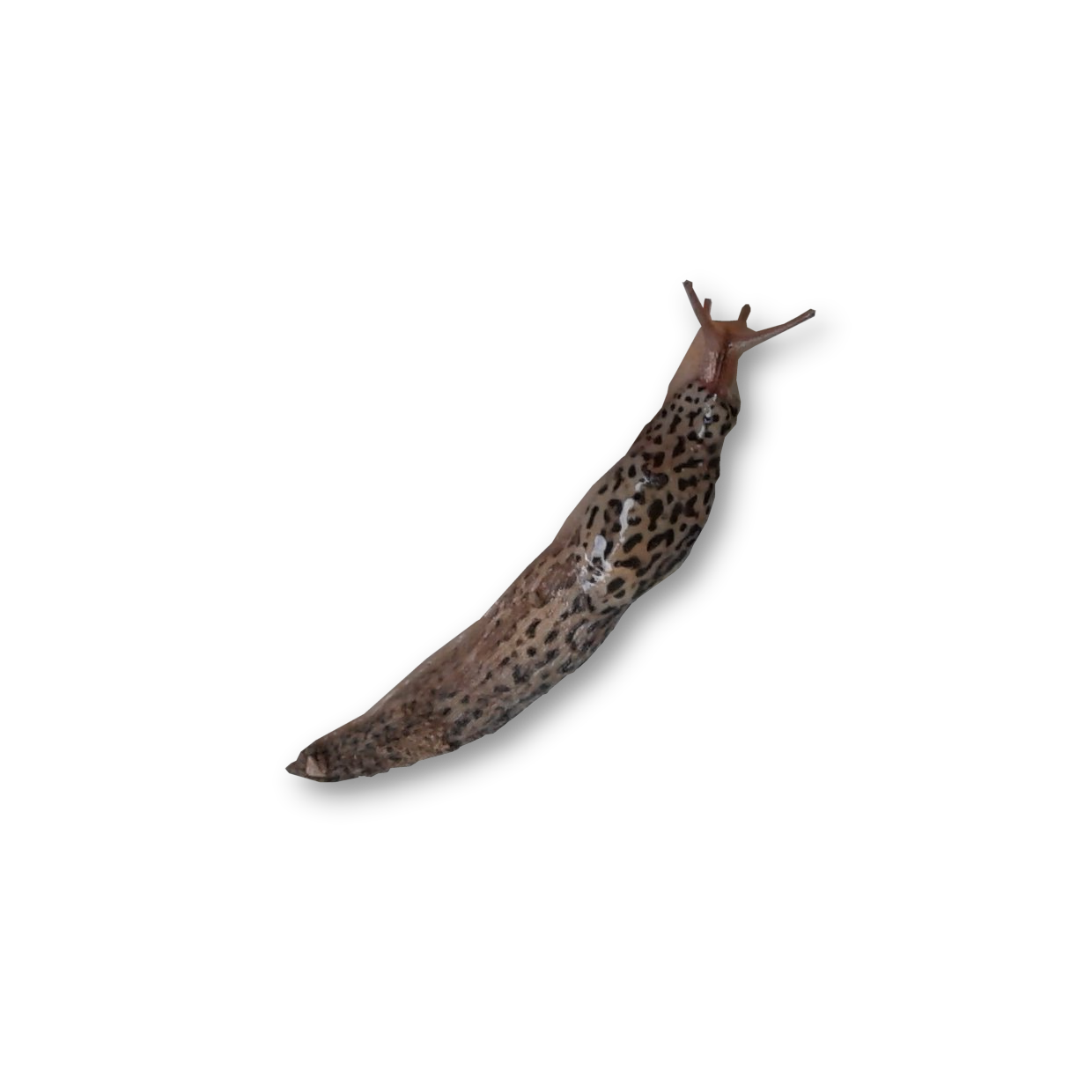 Wallpaper #9mdFCpMBSpphPi3-NNO0396 Slug Png Transparent Image Download Size 1240x1240px