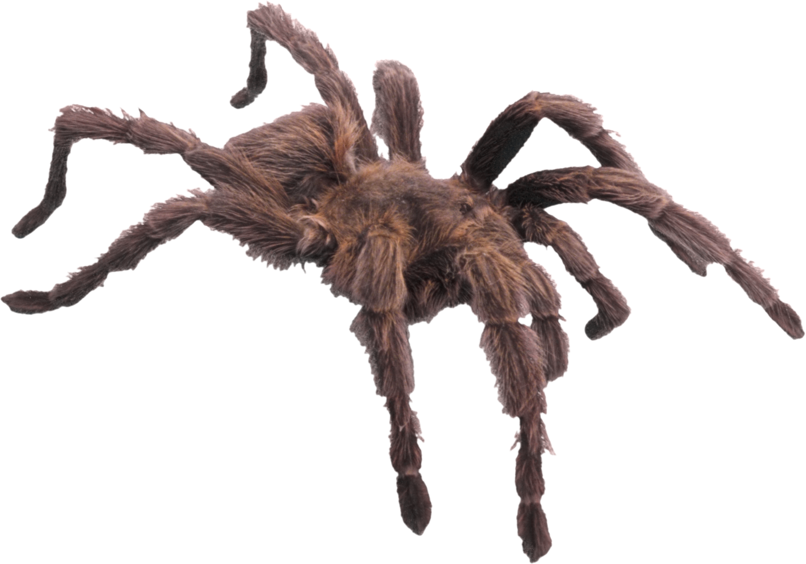 Wallpaper #zGexDZMBSpphPi3-sebl289 Pauk Png Foto