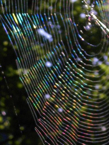 Wallpaper #zpwf4pIBZHQxiYarj74D430 Spider Webs