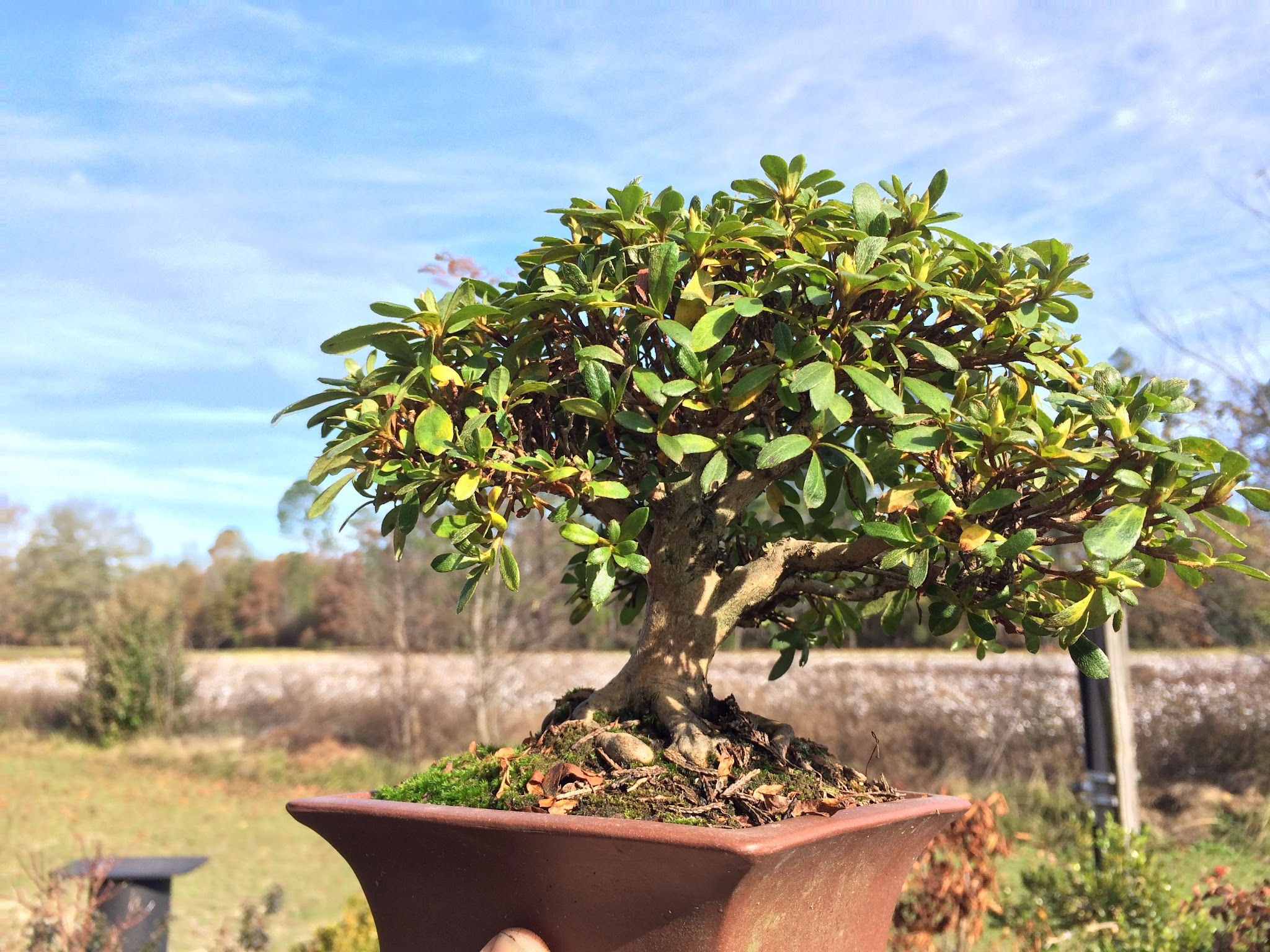 Wallpaper #d8e0c Satsuki Azalea Bonsai Trees Buy Online Greenwood Bonsai Studio