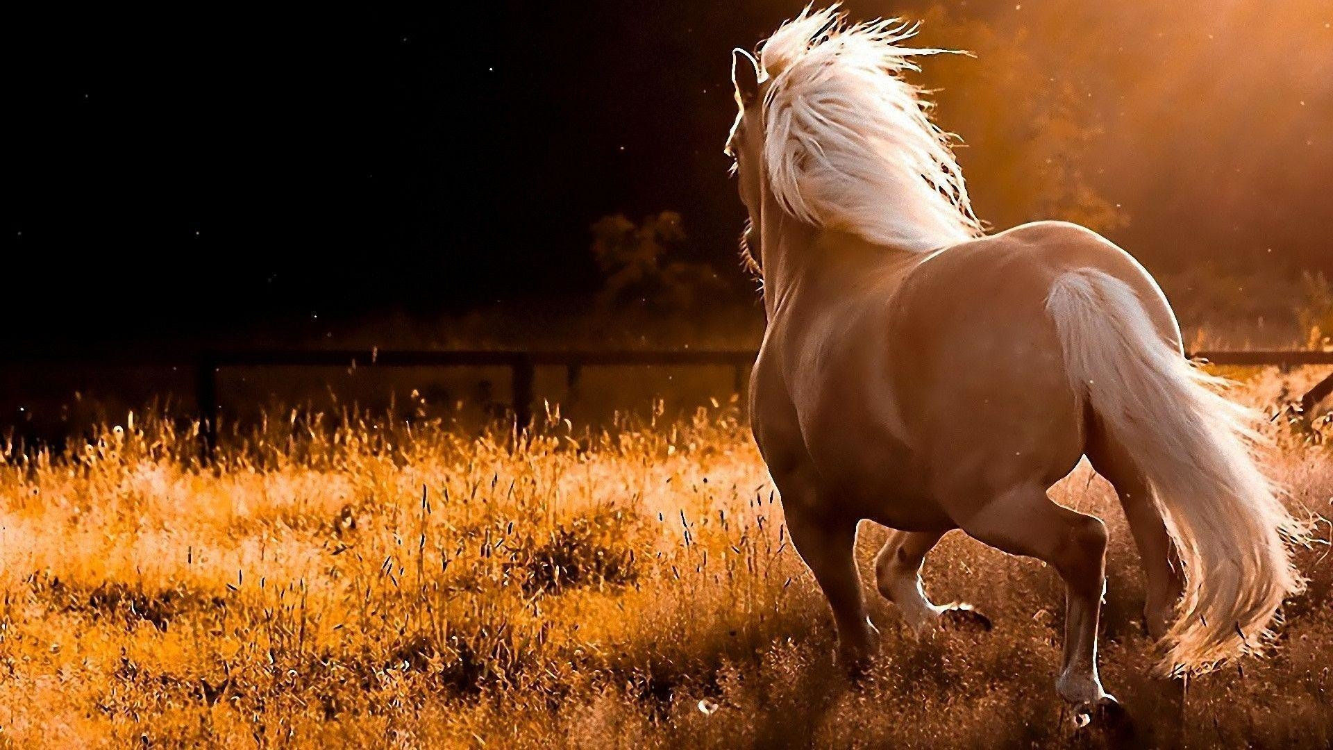 Wallpaper #Ln1h8I4Bnwiau_P6-Aaj39 7 Running Horses Screensaver Eumolpo Wallpapers
