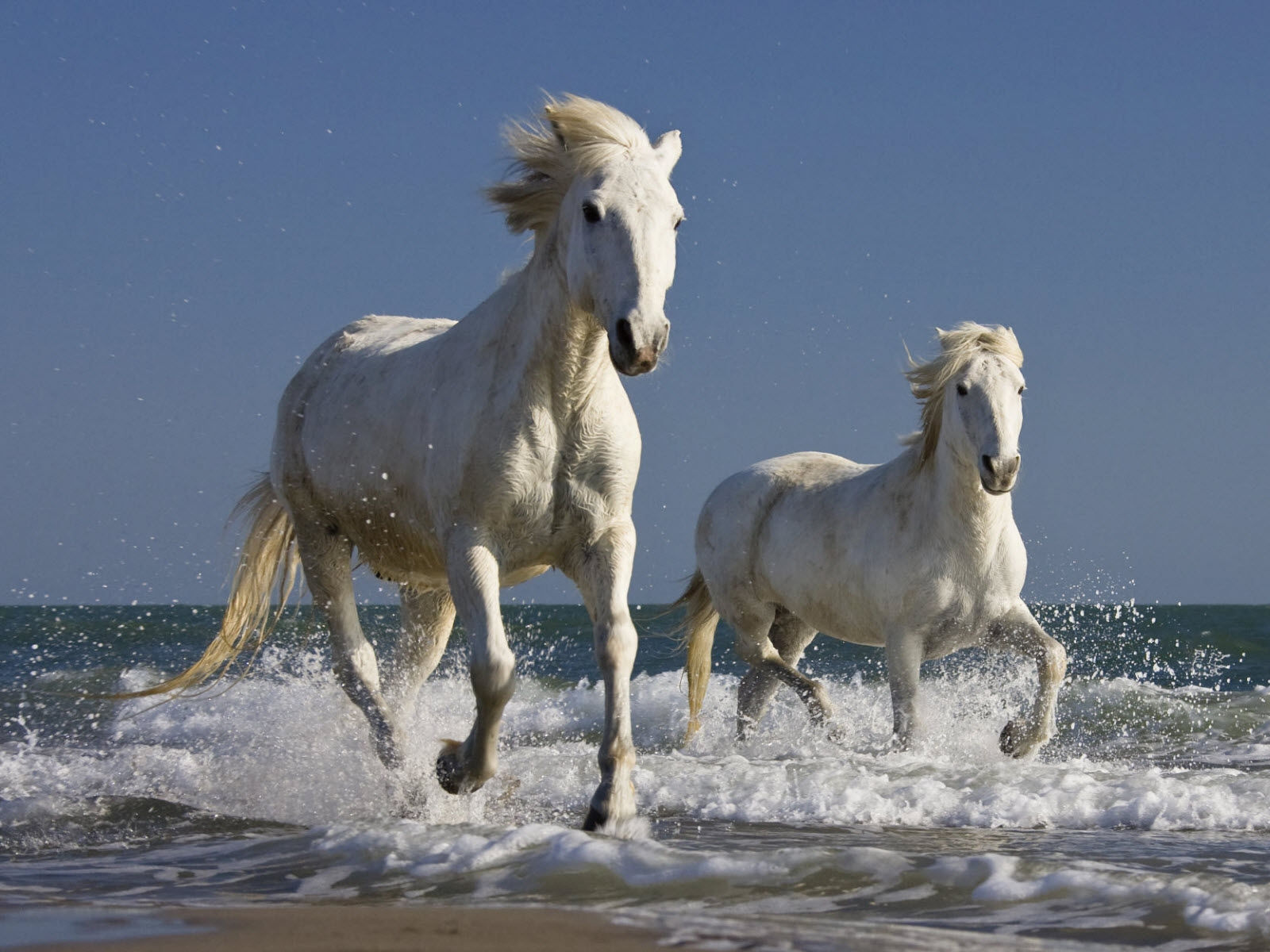 Wallpaper #8h2ULJMBlOZrFDOkIMqE347 Wild White Horses Many Roads