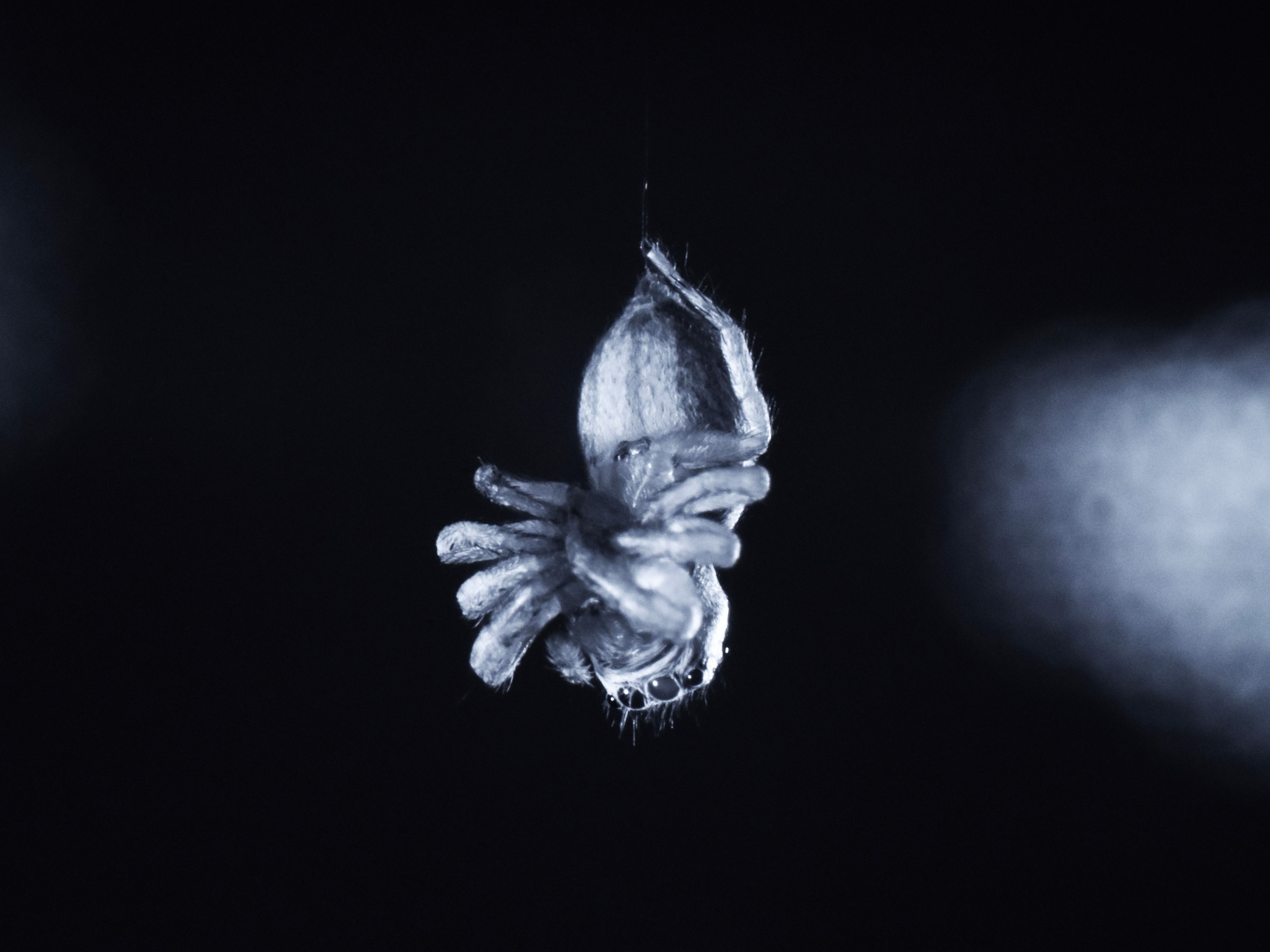 Wallpaper #wmfS65IBSpphPi3-9k4K367 Spiders Show Signs of Rem Like Activity Raising the Question Do They