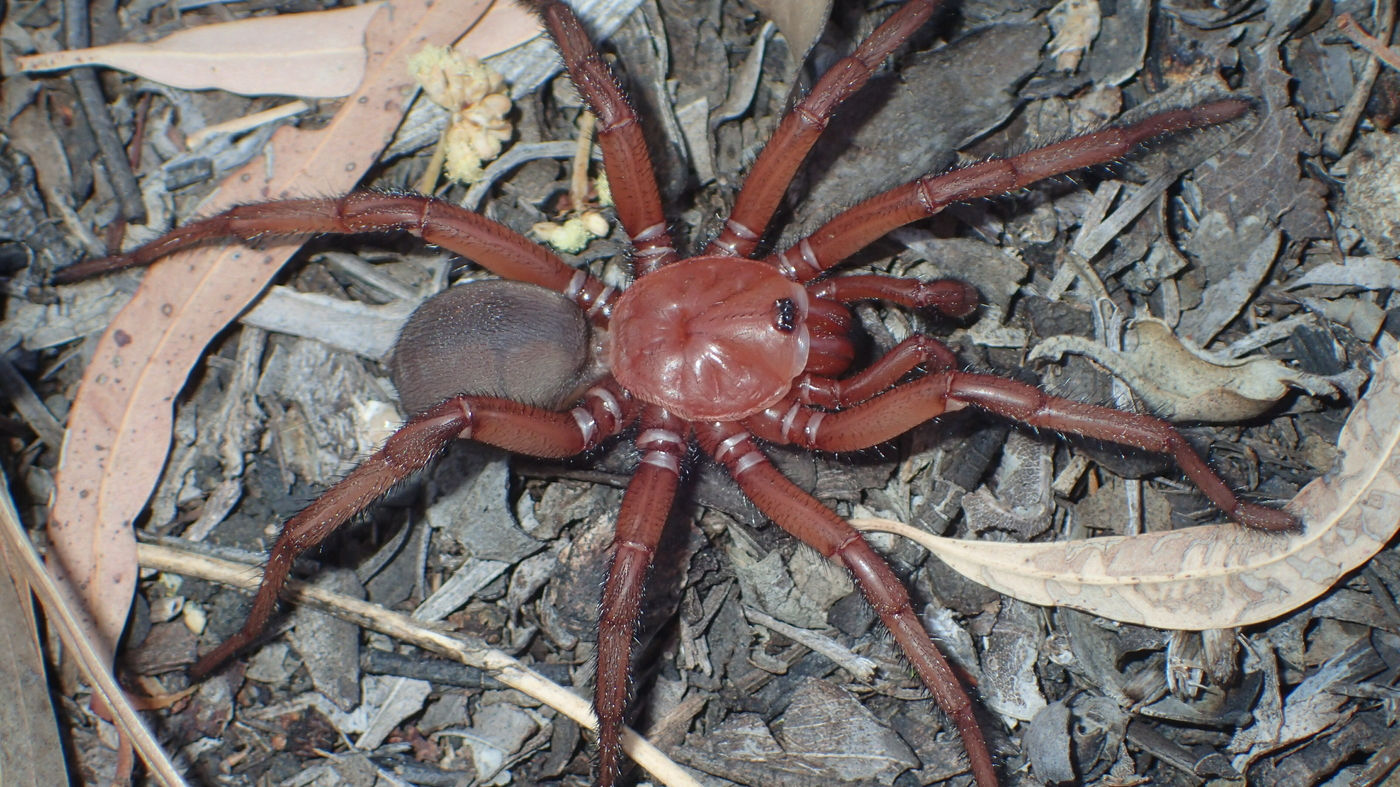 Wallpaper #ce6bd Giant Spider on the Ceiling of an Abandoned Psychiatric Hospital R