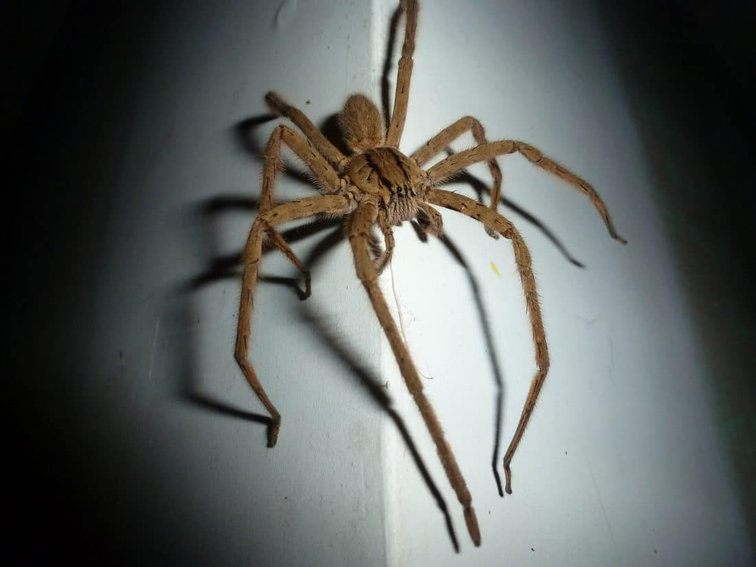 Wallpaper #hGf3B5MBSpphPi3-asgz314 Wolf Spiders How to Avoid Their Bites Control Exterminating Company
