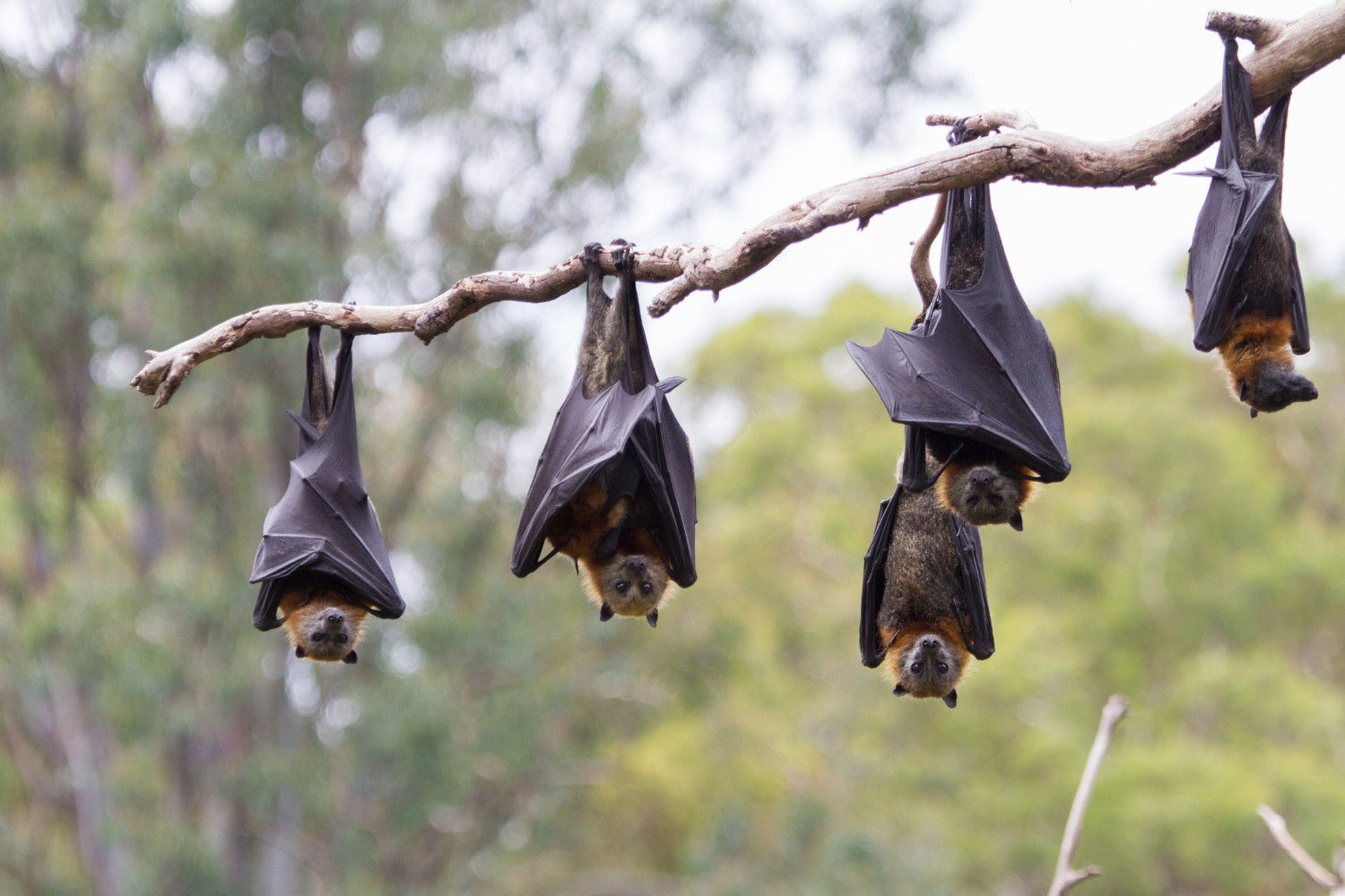 Wallpaper #2mdTDJMBSpphPi3-nt1P268 7 of the Most Fascinating Facts About the Lubee Bat Conservancy