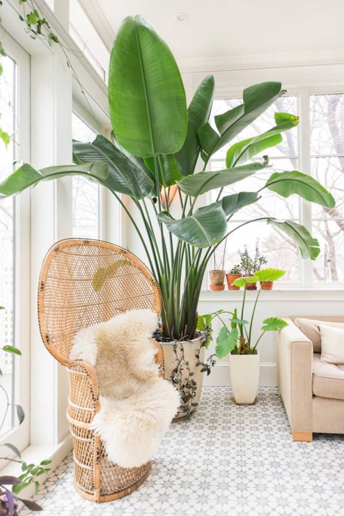 Wallpaper #b5610 30 Pretty House Plants Ideas for Living Room Decoration Living Room
