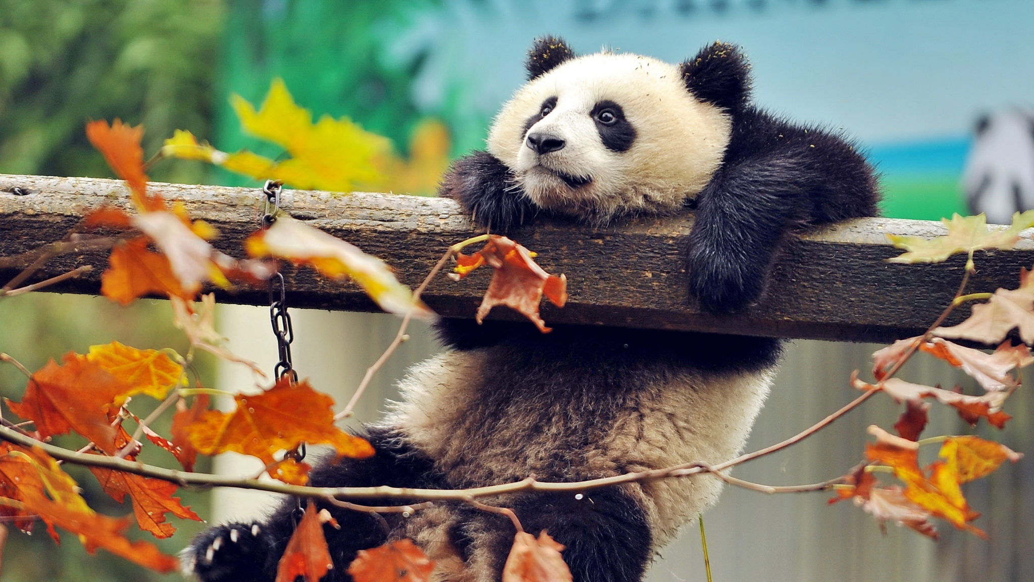 Wallpaper #jH1O8o4Bnwiau_P6YgsK53 2048x1152 Cute Panda 2048x1152 Resolution HD 4K Wallpapers Images