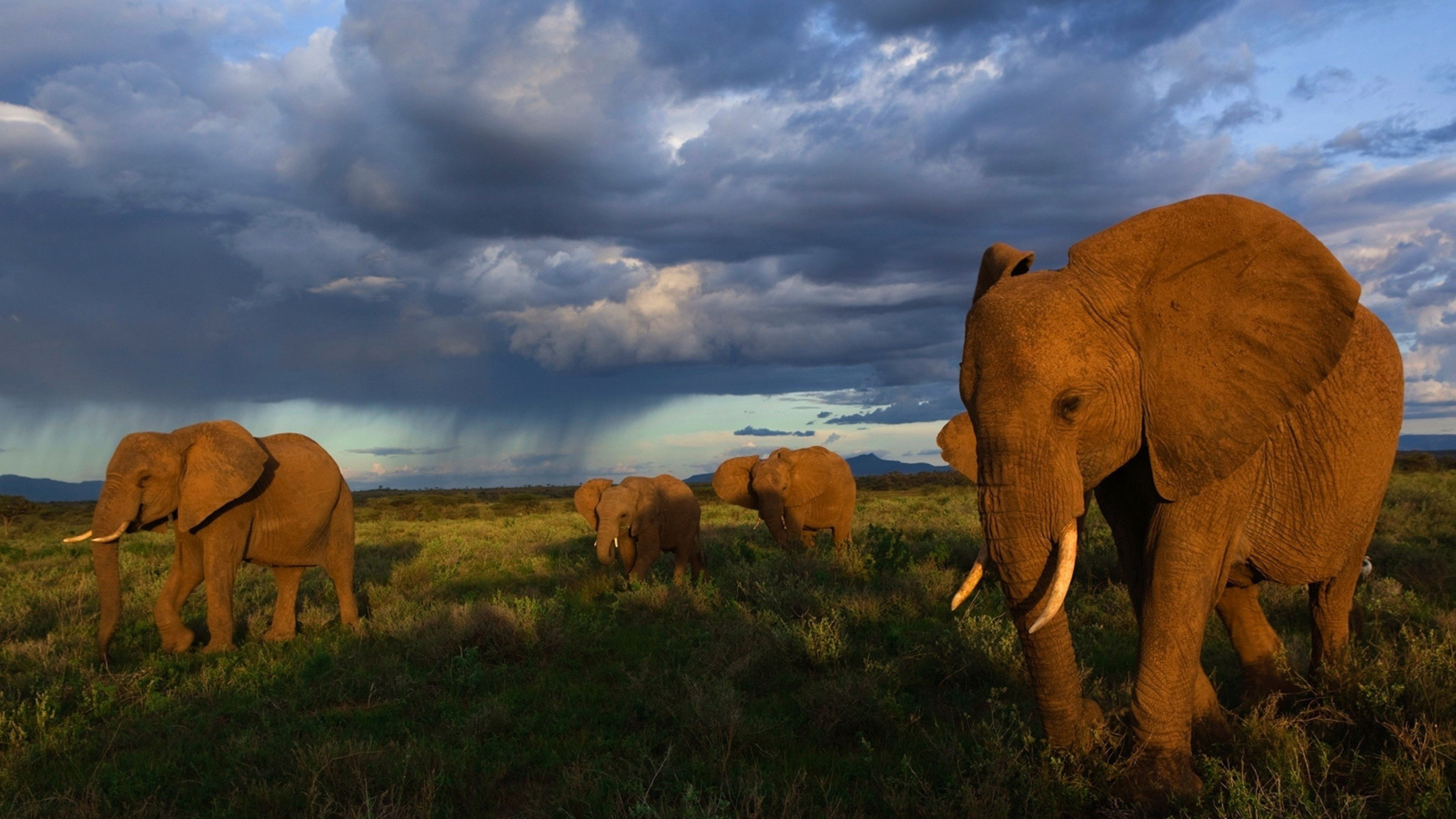 Wallpaper #sHfNJ5MB-pgBXx60h6cK82 3840x2160 Elephants Walking 4K HD 4K Wallpapers Images Backgrounds