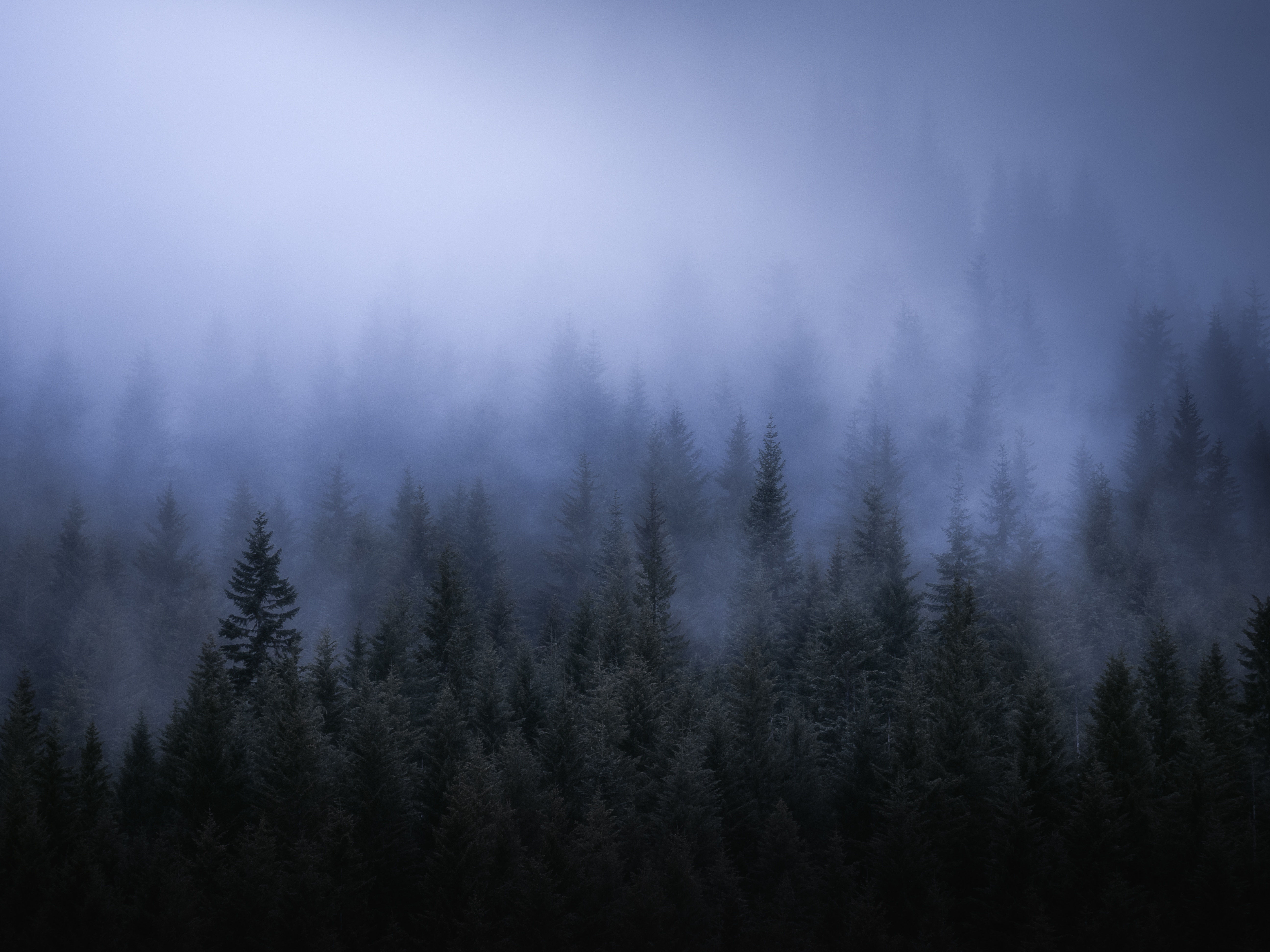 Wallpaper #Xh0aK5MBlOZrFDOkCcW-249 Fog Dark Forest Tress Landscape 5K HD Nature 4K Wallpapers Images