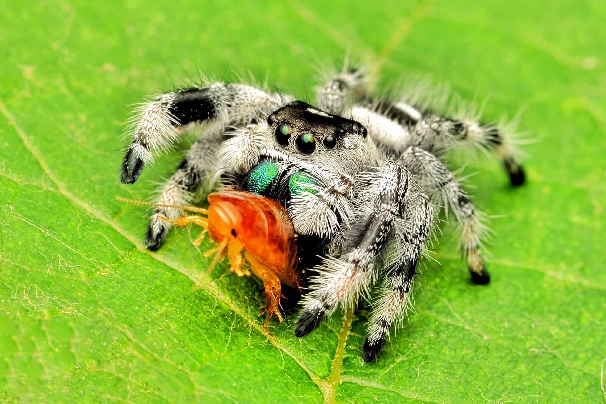 Wallpaper #e2dv9JIBSpphPi3-JXru163 Regal Jumping Spider Phidippus Regius Info Pictures Faqs